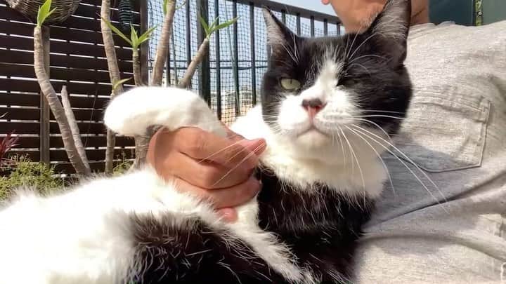 のインスタグラム：「厳重な監視下のもと日光浴を楽しむカタちゃん #日光は骨の栄養 #思いのほか満喫してる #おじさん2名  #どっちがどっちに付き合わされてるのか怪しいもんだが #k氏の安静生活は続く」