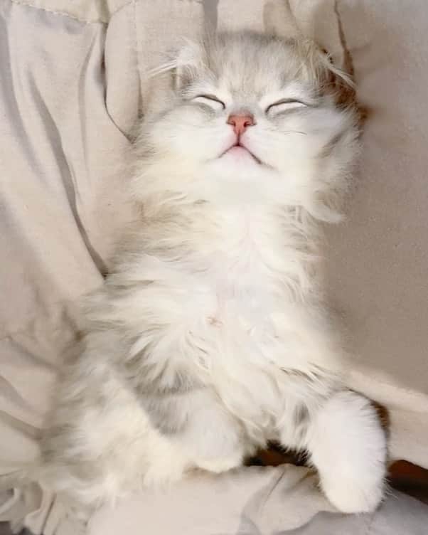 にこのインスタグラム：「Sleepy Leo😪  #leotheminuet #猫 #ミヌエット #新入り猫 #ねむい」