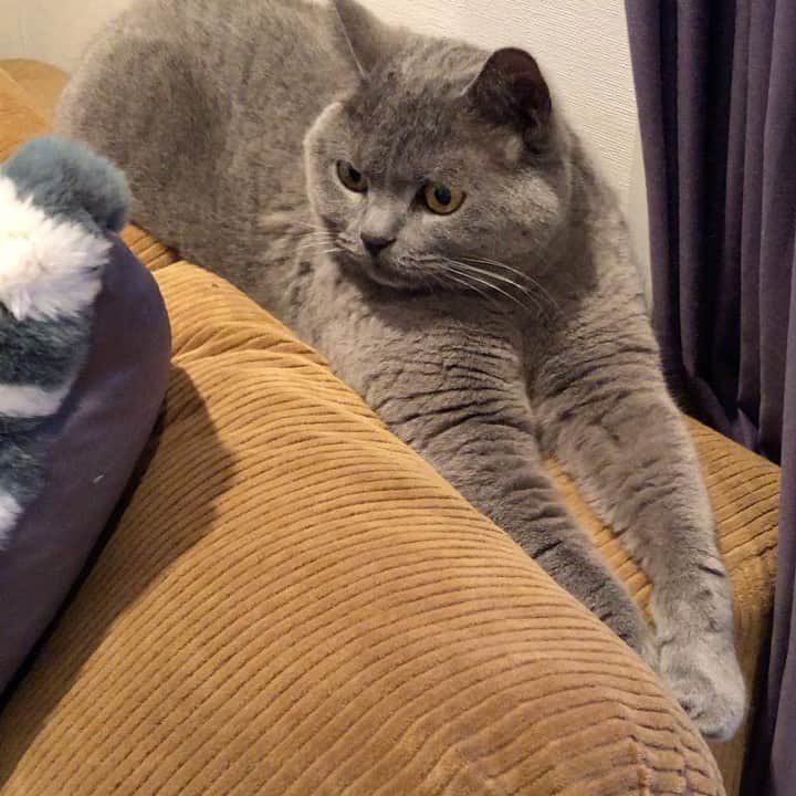 Nico & Tabu with MAYUMI KATOのインスタグラム：「かわいいタブがタブ野郎になる瞬間👿 是非最後までご覧ください…特に顔🥲😂. . 我が家も同じだよ〜とか慰めていただけると嬉しいです😂これがあるのでタブは爪切り必須です❣️ 今日は健康診断Dayだぞー😏 .  #britishshorthair #bsh #kitten #igcats #cat #bluecat #eclatcat #catstagram #catsofworld #catsofinstagram #cats_of_instagram #cutepet  #britischkurzhaar #world_kawaii_cat #instagramcat #cute #catlover #ブリティッシュショートヘア #ブリショー #ねこ部 #ペコねこ部 #にゃんすたぐらむ #猫山商事 #ブリ商会 #多頭飼い #고양이 #кошка #قط #katze」