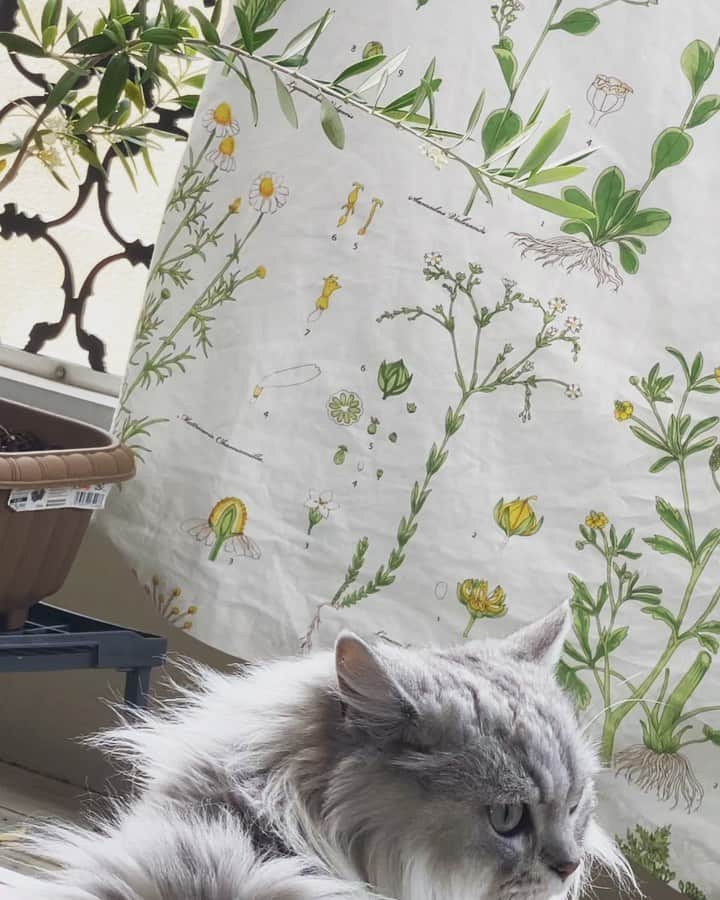 のインスタグラム：「🤍🤍🕊🌱🤍🤍」