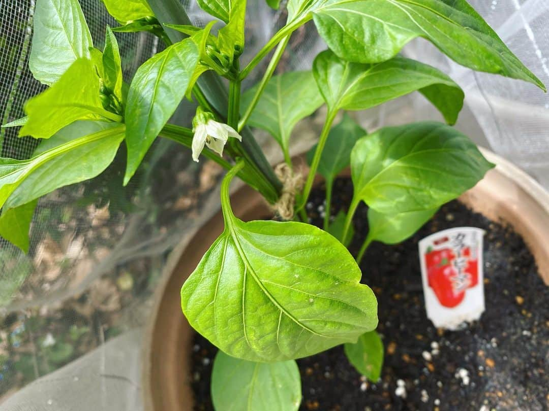 遠山景織子さんのインスタグラム写真 - (遠山景織子Instagram)「赤ピーマン黄色ピーマン。どっちも花が咲きました。育ちますように🌱 #家庭菜園 #家庭菜園プランター  #家庭菜園初心者  #ピーマン #カラーピーマン  #赤ピーマン #黄色ピーマン  #花が咲きました  #上手に育てられますように  #毎朝の水やりが日課  #遠山景織子」5月15日 19時14分 - kyooko.9.tooyama