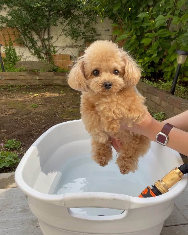 のインスタグラム：「* お天気な日にお外シャンプー🧴 お犬臭がね...😂 * #あれ？犬かきしていいんだっけ？で途中戸惑うお姫さま #トリミング月1なのでその間に1回おうちシャンプーしてます #タイムラプス #お湯使ってます🚿 * * #プードル #トイプードル #ティーカッププードル #犬 #ふわもこ部  #犬バカ部 #アプリコット #パピー #ペット #poodle #toypoodle #pecoいぬ部 #teacuppoodle #dog #dogstagram #instadog #puppy #tokyo #olympuspen #くるみたん」