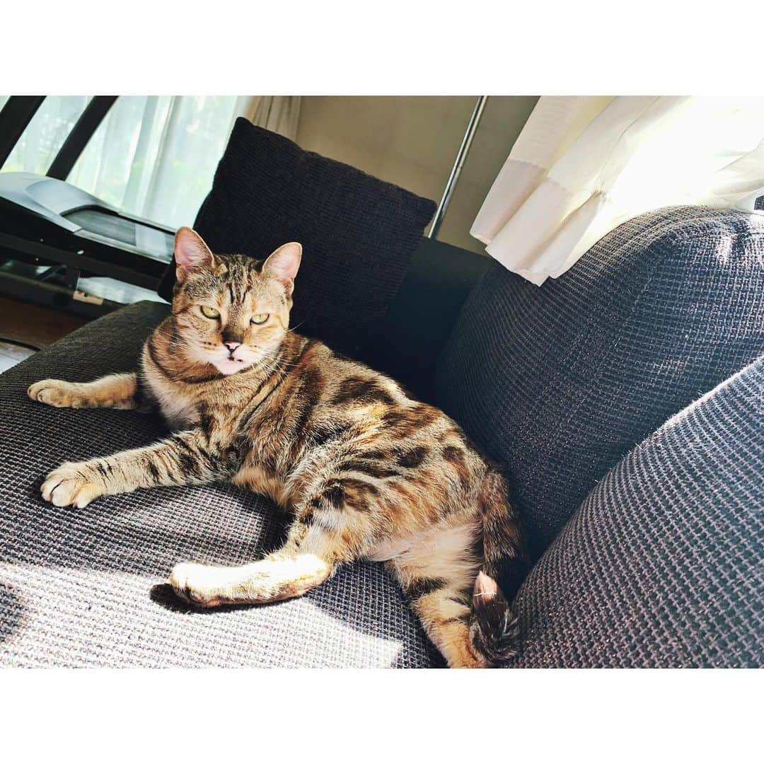 majikoのインスタグラム：「ひなたぼっこチャイ🌞 #majichai」