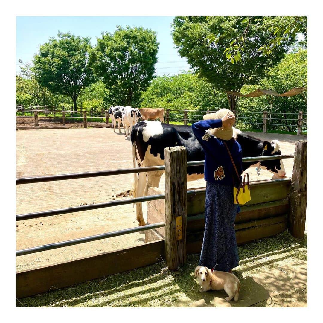 小林由未子のインスタグラム：「. 牛さんを見たい私と 牛さんから離れたい犬🐶  ※ずいぶん前の写真です  #成田ゆめ牧場はわんこok #いぬすたぐらむ」