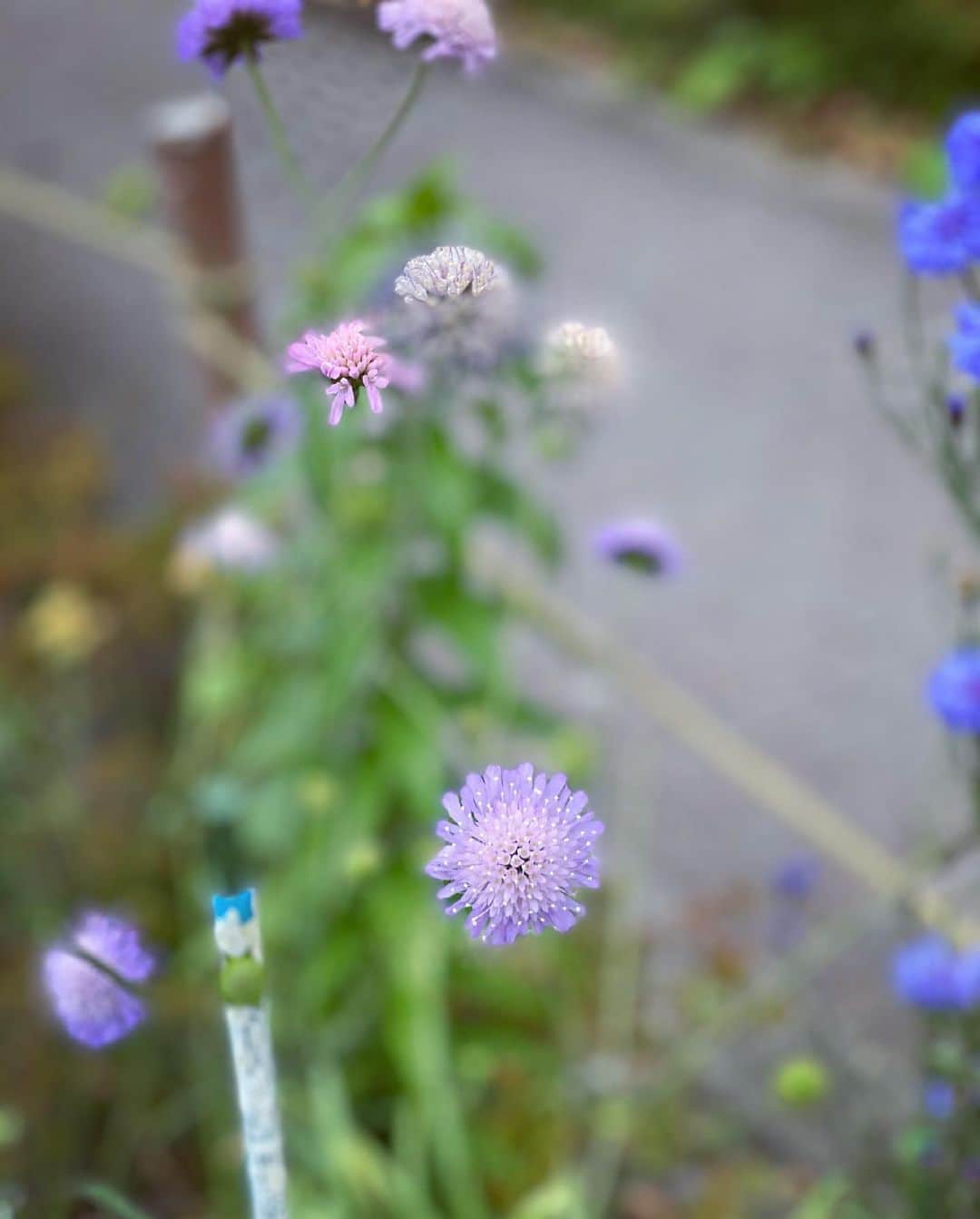 徳永有美さんのインスタグラム写真 - (徳永有美Instagram)「この子、同じ場所でまだ咲いてた。いい子だなー。乾き気味なお花に見えるけど省エネタイプなのかな。なんだろ、色とか佇まいがすっごく可愛い。いつまで咲いててくれるんだろ、この場所で。」5月15日 15時51分 - yumi_tokunaga.official