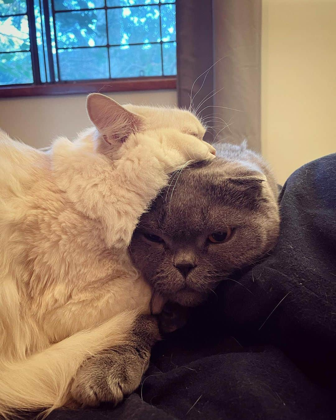 Baconさんのインスタグラム写真 - (BaconInstagram)「Hey! I only offered my shoulder to lean on.. not my head!!! 😾😾😾 #friendship #shouldertoleanon」5月15日 16時12分 - baconcup