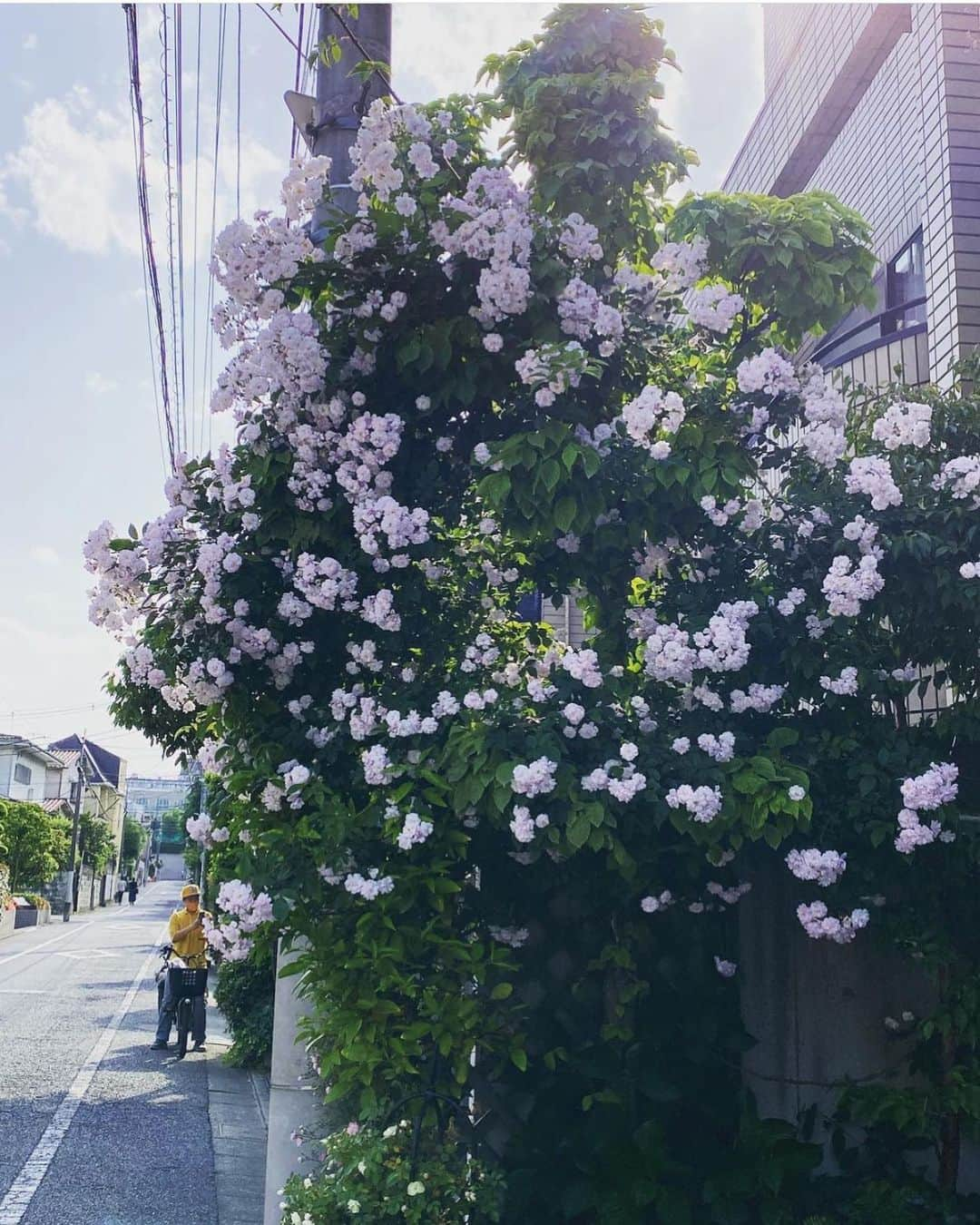 梨花 さんのインスタグラム写真 - (梨花 Instagram)「今日は雨かな？って思っていたから 晴れて得した気分！ 何度も寝落ちしてしまった笑っ でも気持ち良かったー🌼 そろそろ梅雨入り？」5月15日 20時47分 - rinchan521