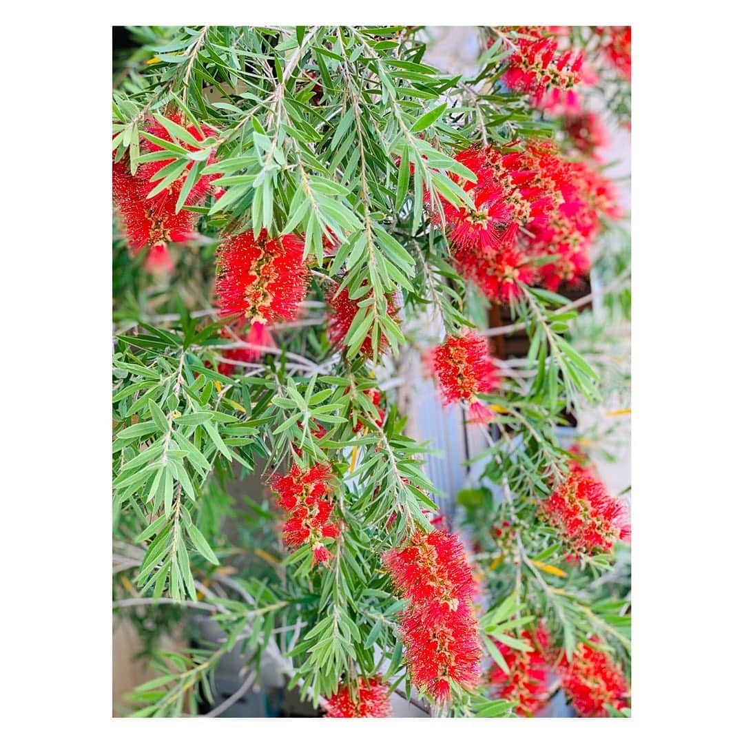 長野美郷さんのインスタグラム写真 - (長野美郷Instagram)「美容室へ行ったら、 あまり見ない植物が。  "ブラシノキ"と言うんだって！😳 確かに赤いお花の部分が 髪に使うロールブラシみたい。  美容室にブラシノキ…。 ニクイなぁ😊  #ブラシノキ #カリステモン とも言うらしい。 #美容室にぴったりすぎる #オーストラリア原産だそうです #花好き」5月15日 21時36分 - misato_nagano_1127