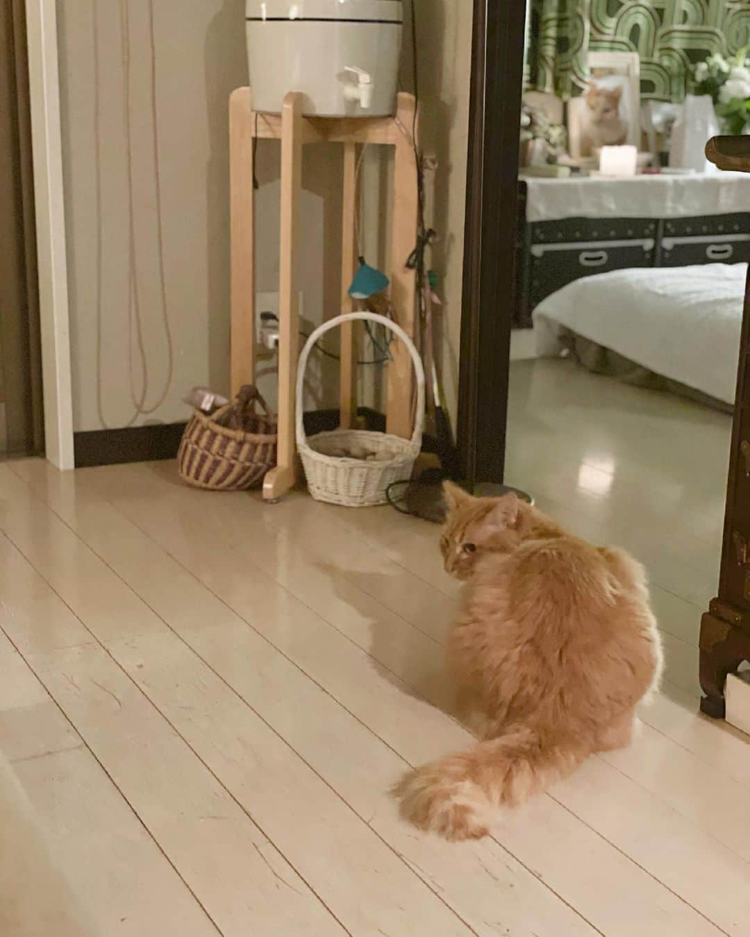 猫沢エミのインスタグラム