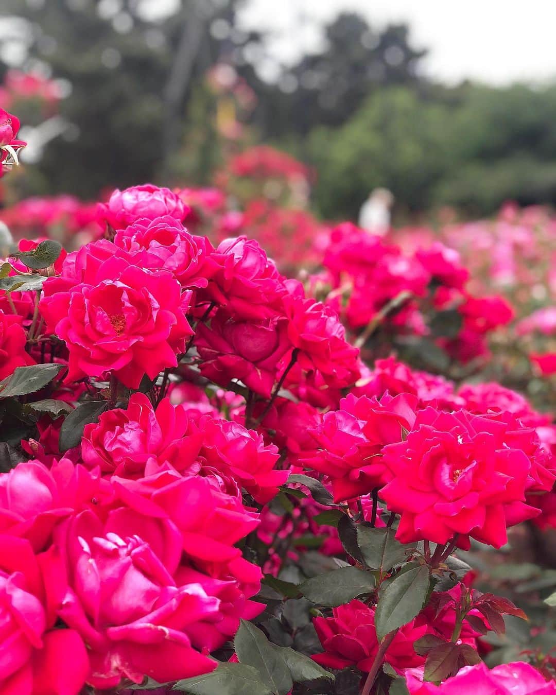 麻衣子さんのインスタグラム写真 - (麻衣子Instagram)「. . まるで海外、じゃない⁈ いえいえ、 ここは大阪の#浜寺公園 です。  この時期になると、#バラ園 がオープンされます。 たくさんの種類の#薔薇 🌹が咲き乱れていて圧巻です。 地元だから、今までずっとなんの気ナシに行っていたバラ園なんだけど、今年は少し違う印象で眺めることができました。  映画鑑賞をこよなく愛する私ですが、 今回『ローズメーカー　奇跡のバラ』（仏🇫🇷）を観ました。 日本公開は5/28松竹系列にて。  これから上映するものなので、 ネタバレはしないんだけど、１時間半の短尺にもかかわらず、上手くまとめ上げられた映画だなと感じました。 観たあとは、なんとも言えず幸せな気持ちに。バラを通じて、人間関係が深く構築されていく様は、最後涙を誘います。 #ほぼネタバレ😂  バラを種から育てたり、商品開発していくことは、とても手がかかり、根気が必要で、すごく大変なんだな、と。 新種を開発できたら特許が取れ、一つの農園を経営できるほどらしい。 市場で高いのも納得です。  薔薇の価値は、 ✔︎病気への耐性（健康度） ✔︎花びら（花としての集合体）の具合 ✔︎色と香り これが揃わないとあかんらしい。  私が魅入ったのは、エブ（主人公）のお部屋の家具や絵画。そして、その雰囲気。本当に美しい。 バラの美しさはもちろん、そんなフランスらしい雰囲気に触れられる映画です。  そして、浜寺公園のバラ園にもぜひお越しください。BBQは今は禁止となっていますが、とても広いのでいろんな見所や遊べるエリアがあります。ランニングにも最適です！ #PRじゃないよ  #ローズメーカー #奇跡の薔薇  #こっちはPRだよ  松竹さん、 試写のご招待ありがとうございました。  #instagram#instagramjapanflower_daily#instaflower#flowerpic#flowerarrangement#vscoflowers#lifestyle#フラワーアレンジメント#花のある暮らし#花#暮らし#フラワー#floralphotograph #floralphoto #florals」5月16日 11時07分 - maiko129
