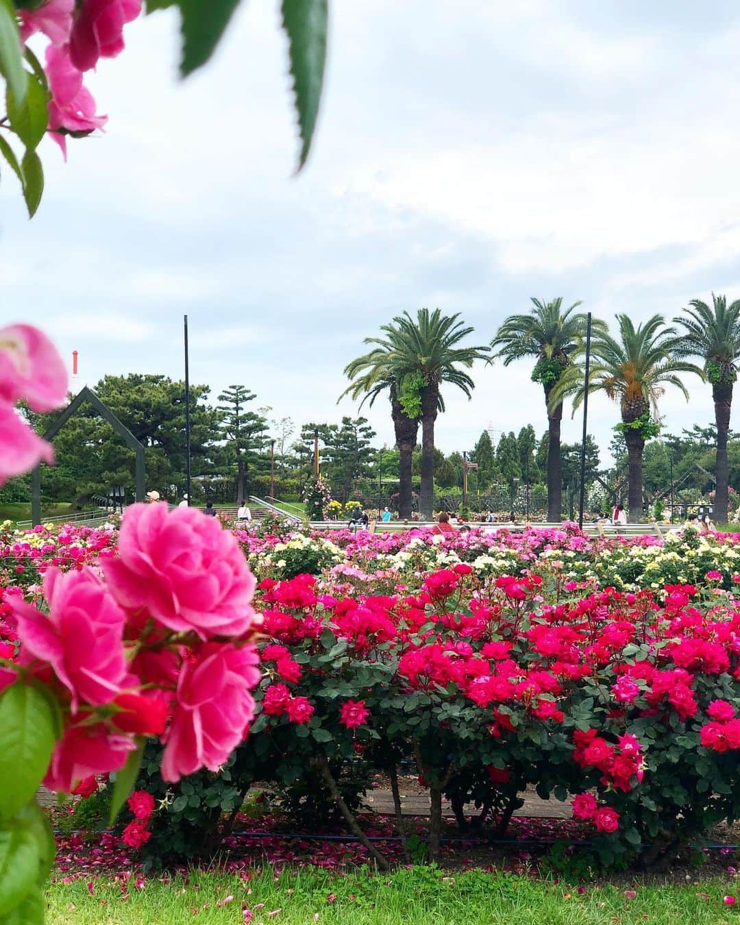 麻衣子のインスタグラム：「. . まるで海外、じゃない⁈ いえいえ、 ここは大阪の#浜寺公園 です。  この時期になると、#バラ園 がオープンされます。 たくさんの種類の#薔薇 🌹が咲き乱れていて圧巻です。 地元だから、今までずっとなんの気ナシに行っていたバラ園なんだけど、今年は少し違う印象で眺めることができました。  映画鑑賞をこよなく愛する私ですが、 今回『ローズメーカー　奇跡のバラ』（仏🇫🇷）を観ました。 日本公開は5/28松竹系列にて。  これから上映するものなので、 ネタバレはしないんだけど、１時間半の短尺にもかかわらず、上手くまとめ上げられた映画だなと感じました。 観たあとは、なんとも言えず幸せな気持ちに。バラを通じて、人間関係が深く構築されていく様は、最後涙を誘います。 #ほぼネタバレ😂  バラを種から育てたり、商品開発していくことは、とても手がかかり、根気が必要で、すごく大変なんだな、と。 新種を開発できたら特許が取れ、一つの農園を経営できるほどらしい。 市場で高いのも納得です。  薔薇の価値は、 ✔︎病気への耐性（健康度） ✔︎花びら（花としての集合体）の具合 ✔︎色と香り これが揃わないとあかんらしい。  私が魅入ったのは、エブ（主人公）のお部屋の家具や絵画。そして、その雰囲気。本当に美しい。 バラの美しさはもちろん、そんなフランスらしい雰囲気に触れられる映画です。  そして、浜寺公園のバラ園にもぜひお越しください。BBQは今は禁止となっていますが、とても広いのでいろんな見所や遊べるエリアがあります。ランニングにも最適です！ #PRじゃないよ  #ローズメーカー #奇跡の薔薇  #こっちはPRだよ  松竹さん、 試写のご招待ありがとうございました。  #instagram#instagramjapanflower_daily#instaflower#flowerpic#flowerarrangement#vscoflowers#lifestyle#フラワーアレンジメント#花のある暮らし#花#暮らし#フラワー#floralphotograph #floralphoto #florals」