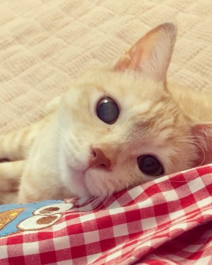 ruiruiのインスタグラム：「飼い主の隣で寛ぐ福ちゃん。四年前の動画になります（2017/05/17） . . お久しぶりの投稿になります。 先日、福の足跡🐾が残っていたおトイレをやっとお掃除する事ができました。 福が亡くなってから約半年、ようやく一歩前に進めたような気がします。 最近はYouTubeで猫動画を観るのが日課になっていて、いろんなネコさんに癒されてます☺️ . . いつもあたたかいコメントをありがとうございます😊 . . #生前の福ちゃん #福ちゃんはお星様になりました #猫 #ねこ #にゃんこ #茶トラ #保護猫 #cat #cats #ilovecats #ilovemycat #instacat #Instagramcats #bestcats_oftheworld」
