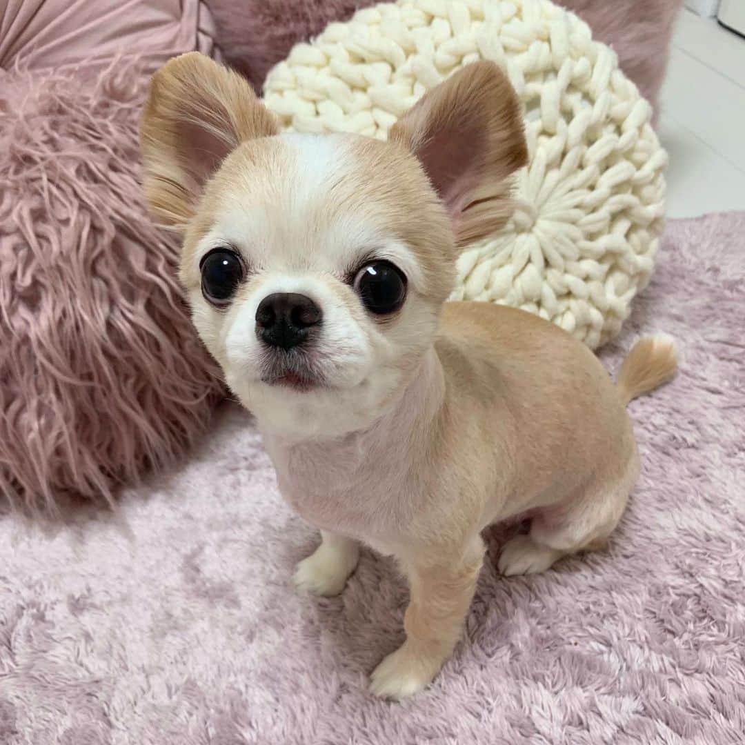 のインスタグラム：「最近のイッヌをどぞ 毎日Pちゃんが遊びにくる☺️💓 ぶひぶひチワワ可愛い！ . ぽんちゃんカムカムに 最近ハマってて毎日食べてるよ🙌💕 . きなこさんはS氏のとこに 出張中ですがいつ出張から 帰ってくるんやか？🤣💓笑 . 毎日相思相愛生活してるみたいw きなぴー良かったねw 恋しいから過去のきなこ写真貼ってみた💓 . #チワワ#チワワのいる暮らし #チワワ部 #チワワラブ #イッヌ#イッヌがいる生活 #イッヌスタグラム #犬#chiwawa#puppy #癒しわんこ」