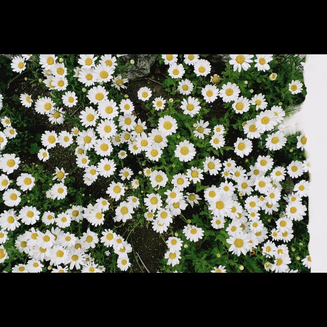 尾形璃子さんのインスタグラム写真 - (尾形璃子Instagram)「🌷❤️」5月16日 22時19分 - tanaka_rico