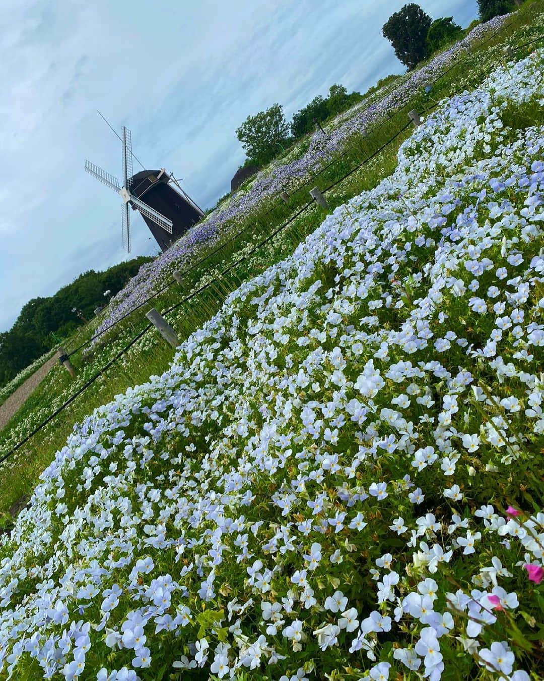 きゃっするひとみーさんのインスタグラム写真 - (きゃっするひとみーInstagram)「梅雨入り早いと梅雨明けも早いと思ってた人🥺🥺🥺 でも蓬莱さんがもしかしたら梅雨明けも早いかもって言ってたから希望持つ😎✨  生粋の雨女のくせに、低気圧でめっちゃ体調崩すから。。 （最近漢方の五苓散飲み始めて少しマシになった気がする）  意識的に走る距離落としてたので、久々20kmjog🥺 めちゃくちゃたのしい。もっと走りたい😭  でもまた最近ヘルニアいまいち。 大会がないから精神的にましやけど😭痛みなく走れる体になるためにも引き続きトレーニングとケアがんばらんと😅 痛み止めは飲まないと自分と約束して。 ももうらの張りがやっぱり1番ひどい。ストレッチも継続！  今日は休み休みで走ってる時はキロ6くらいやった✨  シューズは @brooksrunningjp ブルックスのハイペリオンテンポ。 もうこれがほんまに走りやすくて、20000円近くするシューズですがこれから走り始める方にもおすすめやし、スピ練にも使えるし、レースにも行けると思うねんけどこれ。。  薄底でもないしそれほど厚底でもない。カーボン入ってないけどよくすすむし、なにより軽い！ これはほんまええわ。  スポタカオンラインでも取扱あります🥺💓 わたしは他のメーカーと同じサイズの27.5cmがちょうどいい✨☺️  走り終わって飲んだこの炭酸も美味しくてすぐケース買い😎💓  あー夏だなぁ❤️❤️❤️  #お城を走るヒト #ランニング女子  #ランニングウェア  #マラソン #マラソン女子  #goodr #グダー #ハイペリオンテンポ #hyperiontempo」5月16日 23時03分 - takaxjumppp