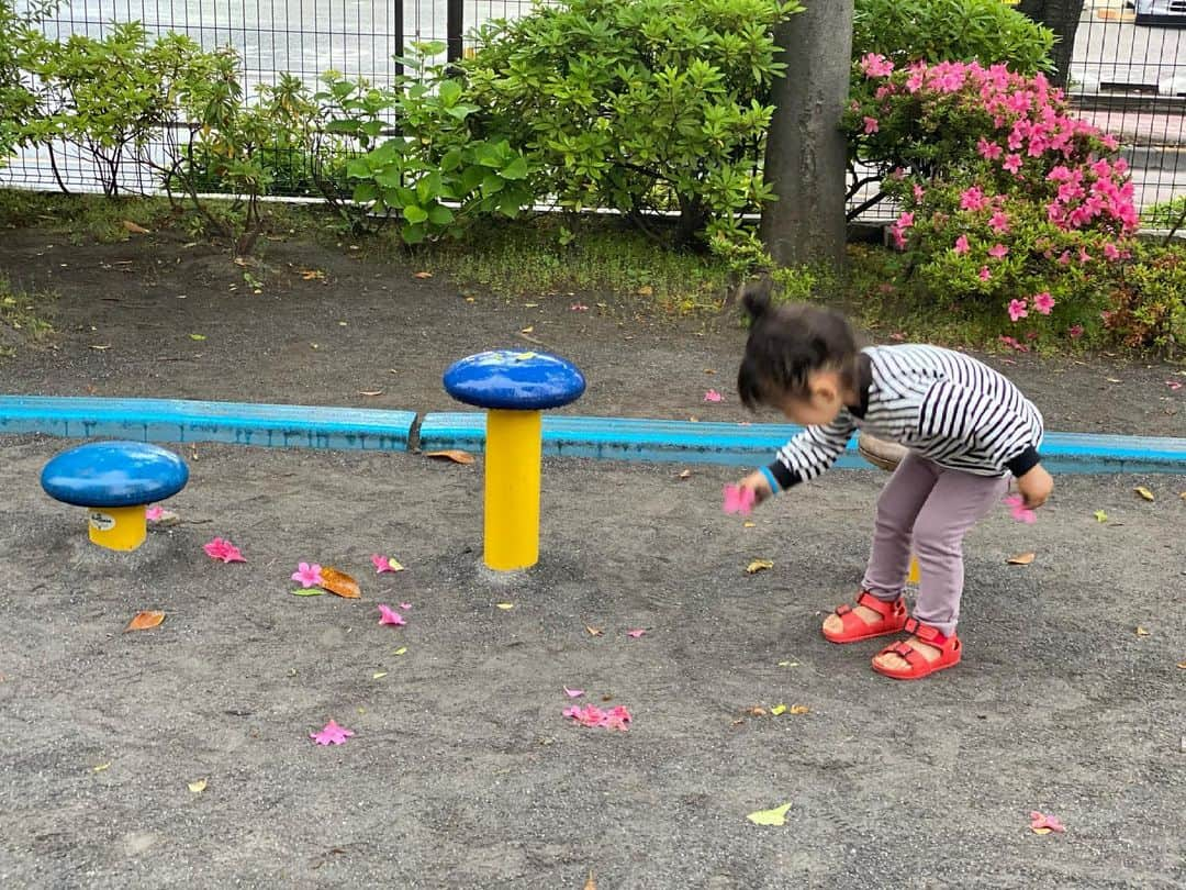 クロさんのインスタグラム写真 - (クロInstagram)「今日の一コマ👧🏽﻿ ﻿ 少し小雨だったし、誰も公園にいないくらいだったけれど、昨日から約束していたお砂場遊びにいってきました。﻿ ﻿ ゆっくり時間も忘れて、遊ぶことが少ないので﻿ 砂場して、落ちている花を愛でて、ボール遊びをする（バスケ部になって欲しい🏀←しつこ）﻿ ﻿ なんてことない時間が﻿ とても美しい。﻿ そんなことを写真を見返しながら思います。﻿ （わかっていてもなーーんか渦中はバタバタなことが多い、し、わたしは携帯いじりがち…ごめん）﻿ ﻿ #生後1011日 #2y9m7d #小雨の公園 #お尻が汚れてるのも良いね #うちのかわい子ちゃん #毎日がスペシャル #愛おしい瞬間 #キッズコーデ #smiling #可愛い #ありがとう #ファッション #大好き #tokyo #コーデ #女の子ママ #ママリ#コドモノ #子どもの日常をもっと写真に #mamagirl #ママカメラ #おやこーで #リンクコーデ #cordinate #親バカ部 #あいのり #ちびクロコーデ #ちびクロdiary」5月16日 23時12分 - kuro_risa