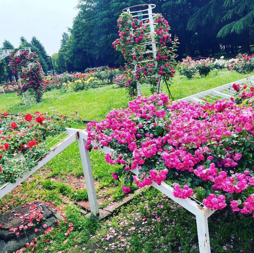 田中順平のインスタグラム：「朝のランニングコースに咲いている代々木公園の薔薇🌹 今が見頃なのかな。綺麗に咲いてました😄 てか、これ薔薇であってる？ #代々木公園 #ランニングコース #薔薇園」