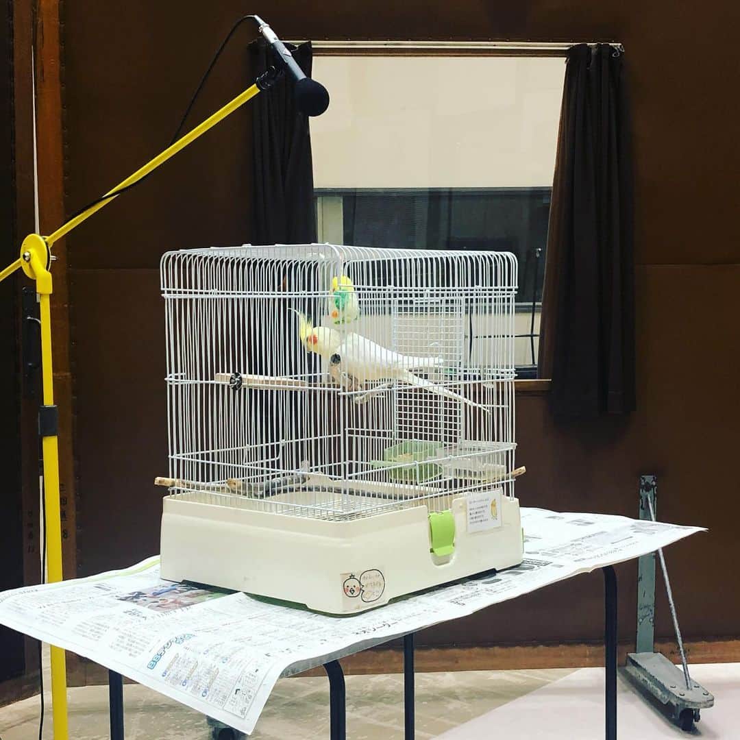 市川紗椰のインスタグラム：「今週のかけクラのゲスト、ピーターレッドフィールドさん！愛おしかった。特に足と鼻の穴がたまらない。﻿ ﻿ 小学生の頃、同じ種類のオカメインコを飼っていたので、懐かしさも。ピーターさんはうちのキキより歌えるけど。﻿ ﻿ 毎週なんらかの生き物がスタジオにいたら良いのにー。﻿ 人間以外の。﻿ ﻿ らじるらじるのアプリの聴き逃し配信や毎週月曜日の再放送がありますので、なんのこっちゃ、とうい方はそちらをぜひ。﻿ ﻿ #収録後 #上野さんがピーターにウェストサイドストーリーのアメリカを教えようとした﻿ #さすが音楽家﻿ #でも鳥には難しい﻿ ﻿ NHKFM「×（かける）クラシック」﻿ 毎土曜 14:00〜﻿ 毎月曜 7:25〜(再放送)﻿ ﻿ テレビ朝日「爆笑問題&霜降り明星のシンパイ賞‼︎」﻿ 5月16日　21:55〜﻿ ﻿ MBS･TBS系「教えてもらう前と後」﻿ 5月17日　22:00〜﻿ ﻿ #オカメインコ　#クラシック﻿ ﻿」
