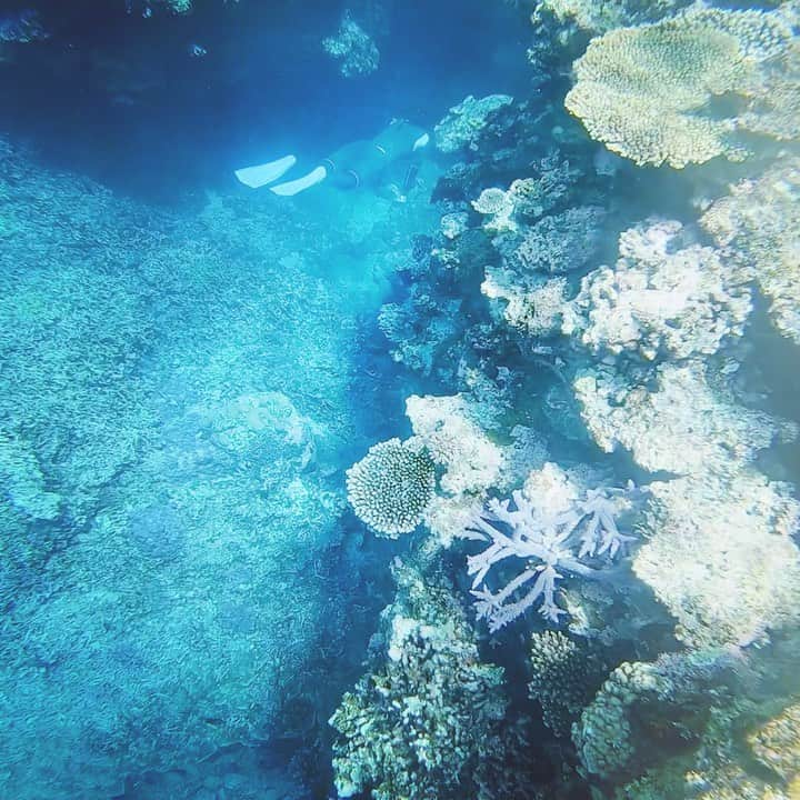 akikoのインスタグラム：「🌞✨🐠✨  #skindiving  #石垣市崎枝」