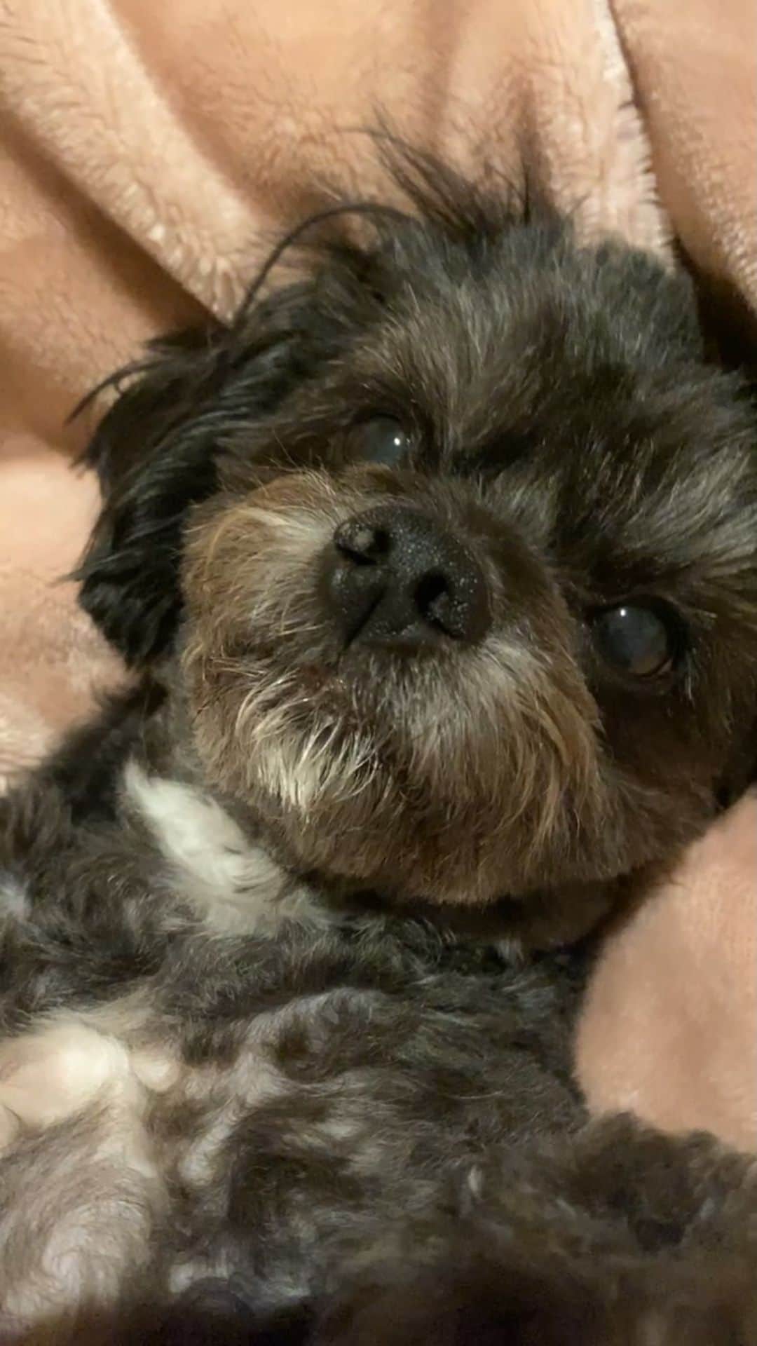 白木優子のインスタグラム：「動じない…笑  #わんこ  #family  #チワプー  #かわいい  #犬 #白木優子 #熟女」