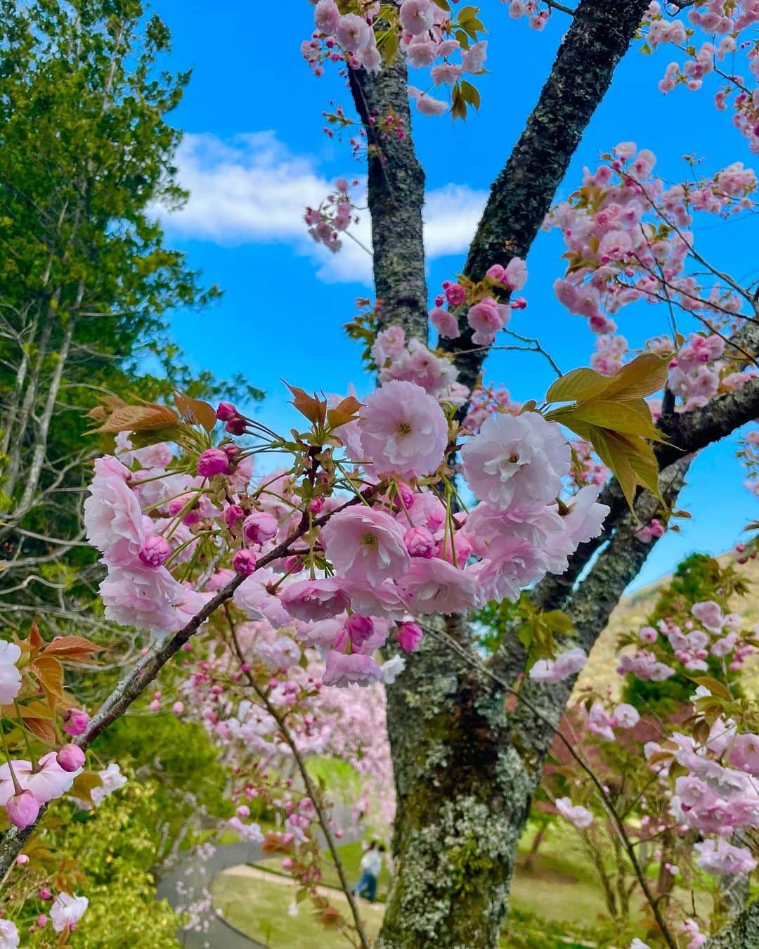 堀田茜さんのインスタグラム写真 - (堀田茜Instagram)「「土曜はナニする！？」で仲良しの高田秋ちゃんと少し前に箱根に行きました🚃 念願の彫刻の森美術館に行けたのですが、少しずつ花が咲き始めていてすごく綺麗だった！！ 帰ったらカメラロールにお花の写真がたくさん。天気もよくて、しあわせな気持ちに。 皆さんにもお裾分け🤲🌼🌼」5月16日 18時37分 - akanehotta