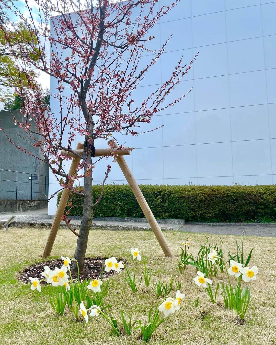 堀田茜さんのインスタグラム写真 - (堀田茜Instagram)「「土曜はナニする！？」で仲良しの高田秋ちゃんと少し前に箱根に行きました🚃 念願の彫刻の森美術館に行けたのですが、少しずつ花が咲き始めていてすごく綺麗だった！！ 帰ったらカメラロールにお花の写真がたくさん。天気もよくて、しあわせな気持ちに。 皆さんにもお裾分け🤲🌼🌼」5月16日 18時37分 - akanehotta