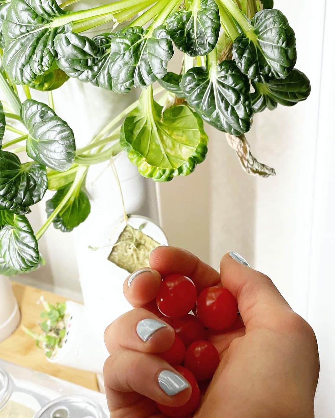 ヘレン・マロウリスさんのインスタグラム写真 - (ヘレン・マロウリスInstagram)「Guyyyssss!!! Just some quick random 🥗updates: ⁣ ⁣ First is that my tomatoes lived after I chopped the roots off in my first of many rookie gardening mistakes 😅😅⁣ ⁣ But also, this month @gardyntech is having a sale, $200 off!!! Many of you asked about this hydroponics system and if you’re still interested in it, now is a great time and price point to do so. ⁣ ⁣ ⁣ Anyways, 6+ month update I still love love love my Gardyn and the taste and health benefits. It’s self watering and lighting which is super easy. It does require some work (like monthly tank cleaning, but is still low maintenance). ⁣ ⁣ You CAN taste the difference in potency & freshness. I love harvesting my own plants for food 🥦🥬🥒🌶🫑The smell and taste of the plants and herbs are amazing! I really can’t say that enough ⁣ ⁣ Honestly, I’m not trying to blow my IG account up with codes or deals, I only post things I absolutely love, use and would love a discount on. ⁣ ⁣ The code is: rfhelen69037 ⁣ ⁣ The sale goes on for the whole month of May. 💐 ok now off to our second Olympic Team Camp😁😁 #plants #garden #hydroponics #olympic #athlete #diet #training #healthyeating #homegrown #tokyo2020 #cleaneating」5月17日 6時44分 - helen_maroulis