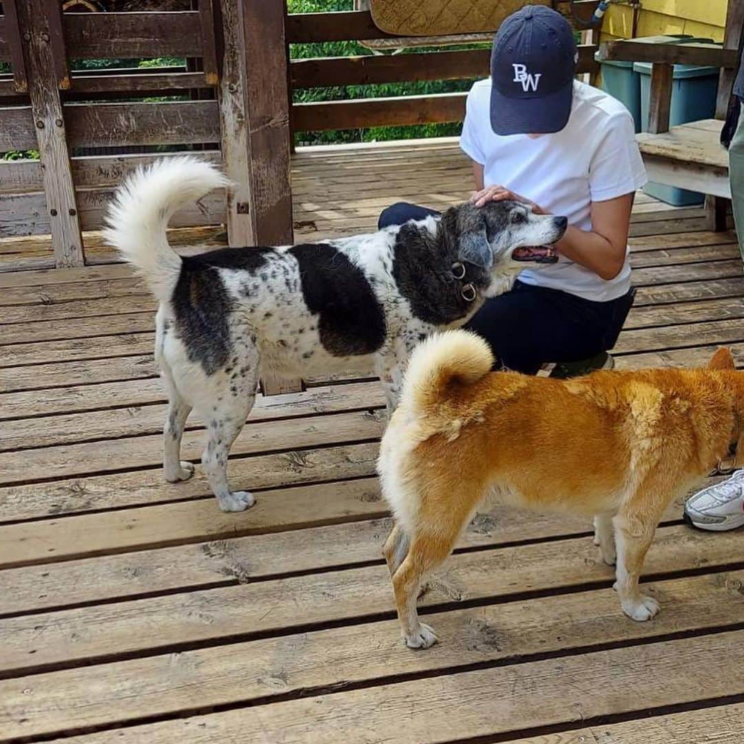 RIKACOさんのインスタグラム写真 - (RIKACOInstagram)「🐶🐕 最近の調べ事はワンコの事ばかり。。 さー何からやれば少しは皆さんのお役にたてるかな。。 と毎晩考えいます‼️ #シェルター #保護犬 #野犬 #考える未来 #まずはアクション #❤️」5月17日 18時09分 - rikaco_official