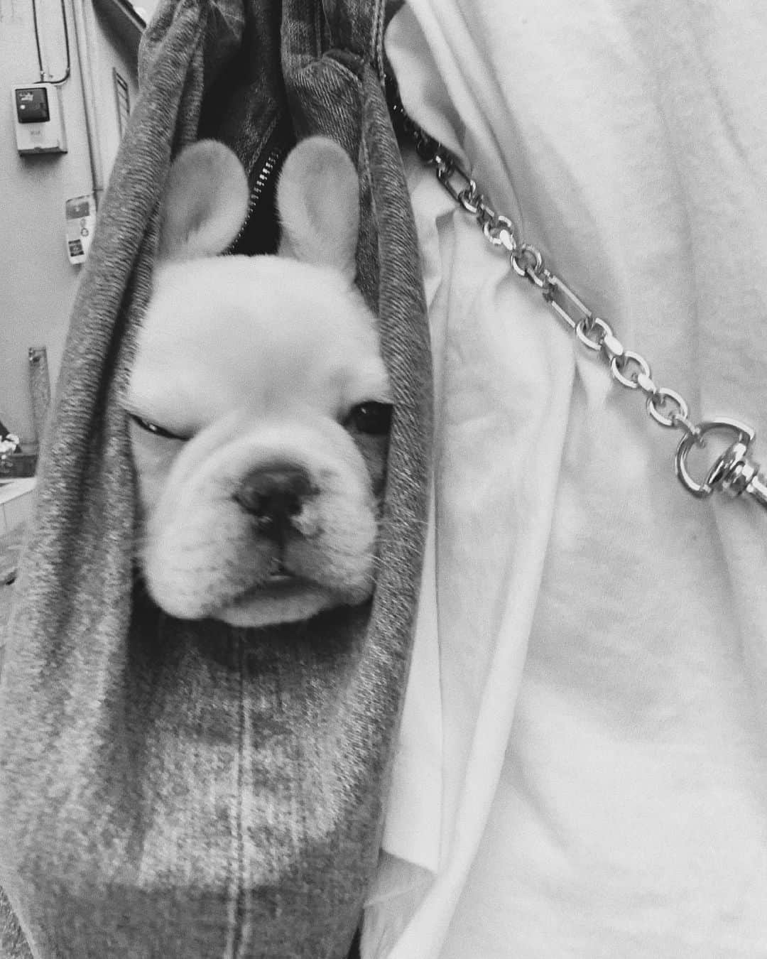 佐藤有里さんのインスタグラム写真 - (佐藤有里Instagram)「. まるたんくしゃみと咳をするようになって 心配だったから初の病院へ🏥 . . 子犬のうちは些細なことも不安になってしまうね😢 でも先生のお話聞いて一安心♡ 鼻炎早く治そうね🌿 . . #鼻垂れまるたん #フレンチブルドッグ #フレブルのいる生活  #まるたん #maruta」5月17日 12時01分 - yuri_212