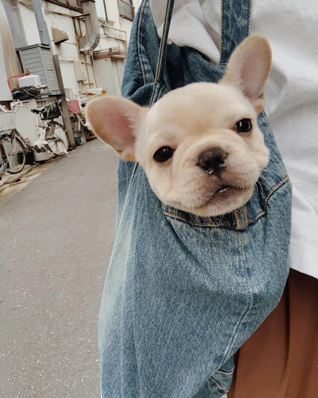 佐藤有里さんのインスタグラム写真 - (佐藤有里Instagram)「. まるたんくしゃみと咳をするようになって 心配だったから初の病院へ🏥 . . 子犬のうちは些細なことも不安になってしまうね😢 でも先生のお話聞いて一安心♡ 鼻炎早く治そうね🌿 . . #鼻垂れまるたん #フレンチブルドッグ #フレブルのいる生活  #まるたん #maruta」5月17日 12時01分 - yuri_212