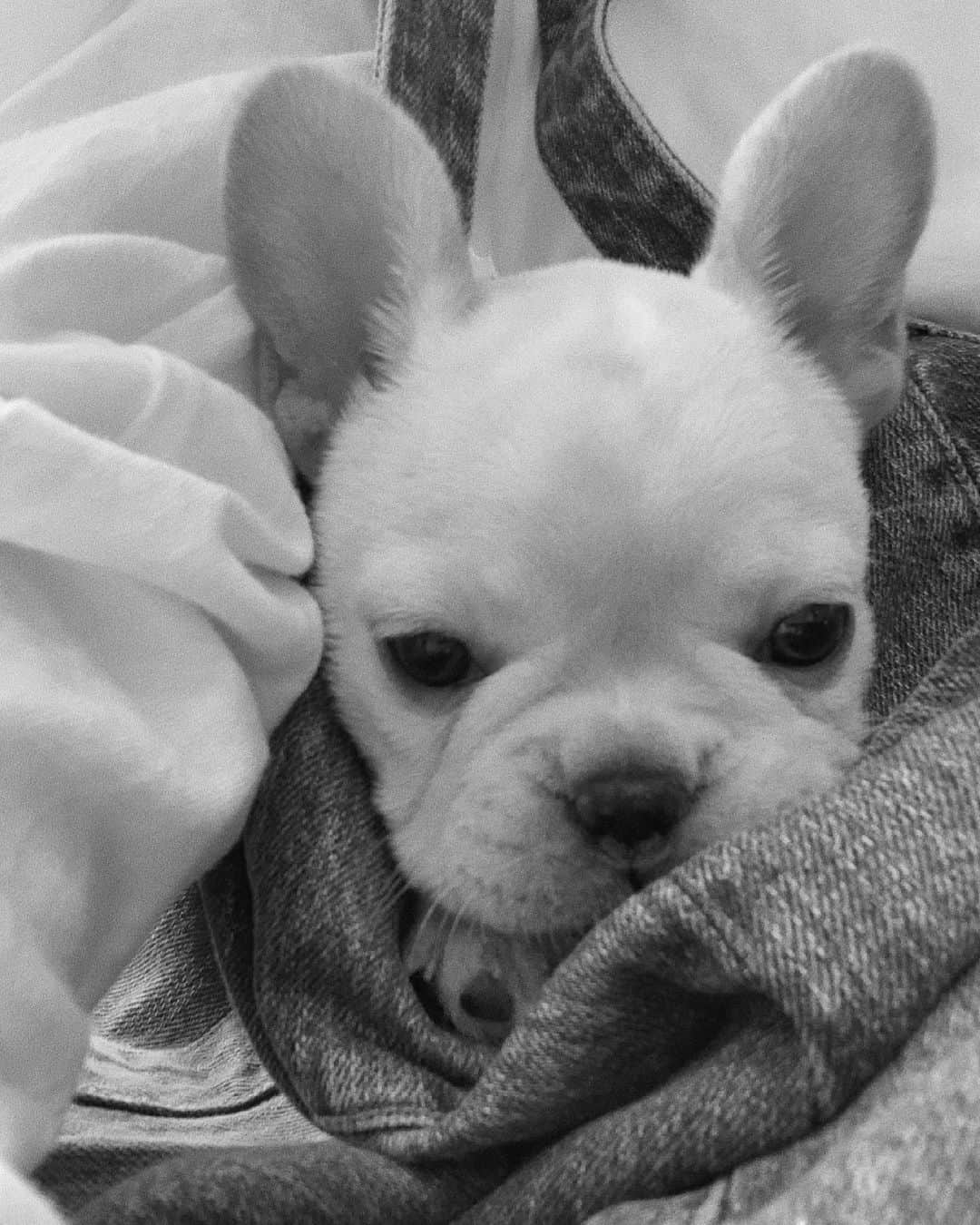佐藤有里さんのインスタグラム写真 - (佐藤有里Instagram)「. まるたんくしゃみと咳をするようになって 心配だったから初の病院へ🏥 . . 子犬のうちは些細なことも不安になってしまうね😢 でも先生のお話聞いて一安心♡ 鼻炎早く治そうね🌿 . . #鼻垂れまるたん #フレンチブルドッグ #フレブルのいる生活  #まるたん #maruta」5月17日 12時01分 - yuri_212