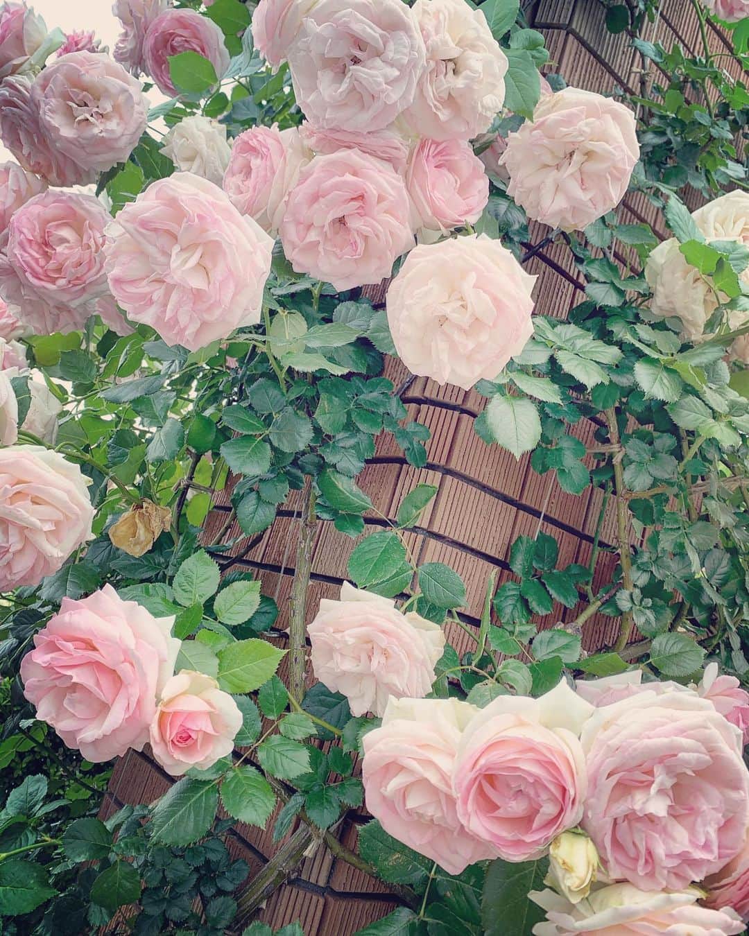 Elyさんのインスタグラム写真 - (ElyInstagram)「Roses 🌹  バラ🌹 玫瑰真的好香～🌹🥰  #elycosplay #ely #dailyely #elydaily #blessed」5月17日 14時51分 - eeelyeee