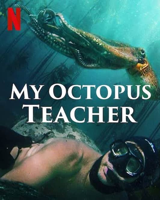 野崎萌香さんのインスタグラム写真 - (野崎萌香Instagram)「2020年に観たドキュメンタリーで 一番感動的で好きだった「My Octopus Teacher.」  邦題は「オクトパスの神秘: 海の賢者は語る」です。  兎に角、季節によって様々に表情を変える海と そこに住み着く生き物たちが素晴らしく美しい。。。  そして主役のタコ先生が魅力的。  タコには5億個ものニューロンがあって 単純な比較は難しいけれどこれは犬に近いんだって。 (人間のニューロンの数は1000億個)  しかもニューロンが脳ではなく 腕に3分の2が集まっていて 犬と同じニューロンってことは、 犬ぐらい賢いのかなと考えてしまいそうだけど タコ先生は哺乳類らとは進化の成り立ちが 根本的に異なるからまたそれもちがうらしく。。。　  でも知性と心がタコにあるのは紛れもなく事実で  短期記憶と長期記憶に明確な区別があるところや 心許して人に懐く様、 報酬と罰によって学習する能力があったり 試行錯誤をしながら学習する能力も。。。  とても人間的で、 進化の経路は違えど心がある様に感じられました。  まだまだ謎が多い頭足類のタコですが このドキュメンタリーを見ると 完全に心があって、心がちゃんと通じ合う瞬間を 何度も垣間見ることができてほんとに感動します。  どんな気分の時もどんな人にもおすすめの ドキュメンタリーなのでぜひ観てみてね。  #萌香の備忘録」5月17日 15時10分 - moeka_nozaki