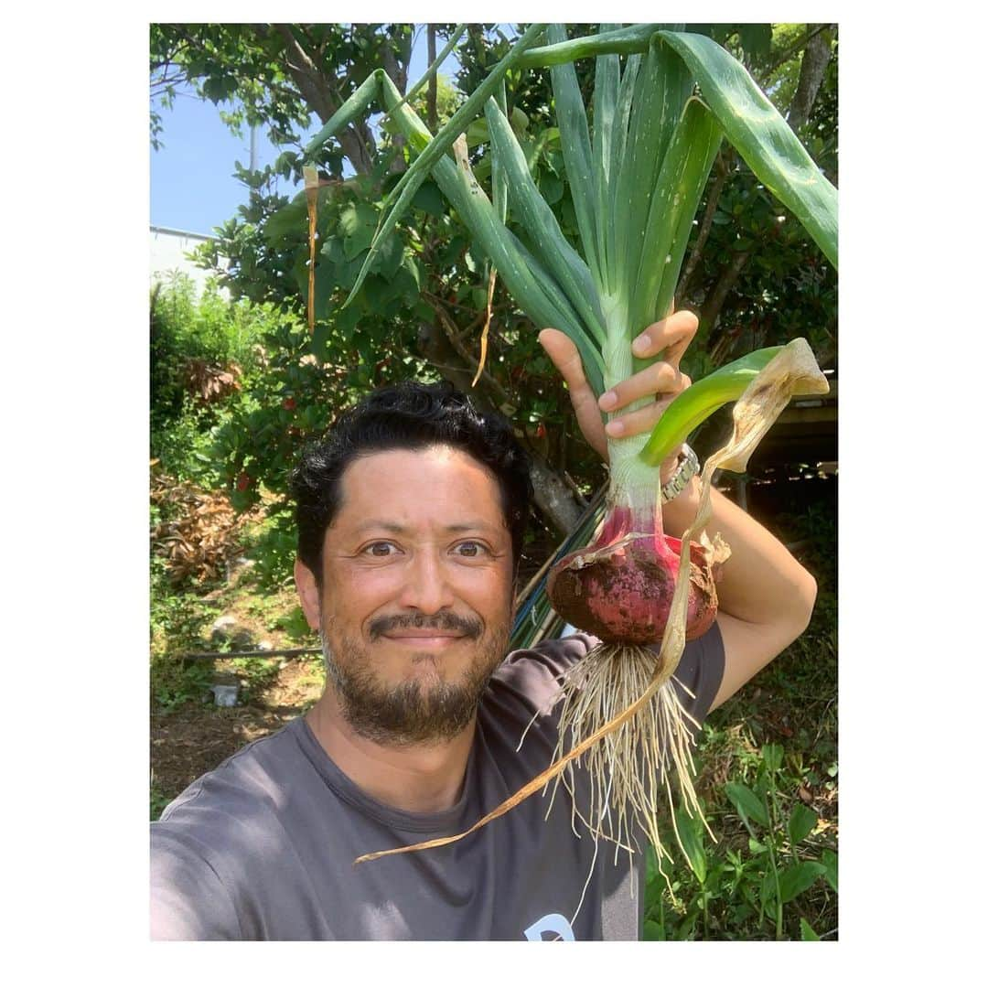 池内博之さんのインスタグラム写真 - (池内博之Instagram)「立派な赤玉ネギ🐝🐝🐝  初めて作ったけどよく出来ました👍  #organic #farm#vegetables #農 #farmfashion  @ike.s.farm」5月17日 16時24分 - hiroyuki.ikeuchi