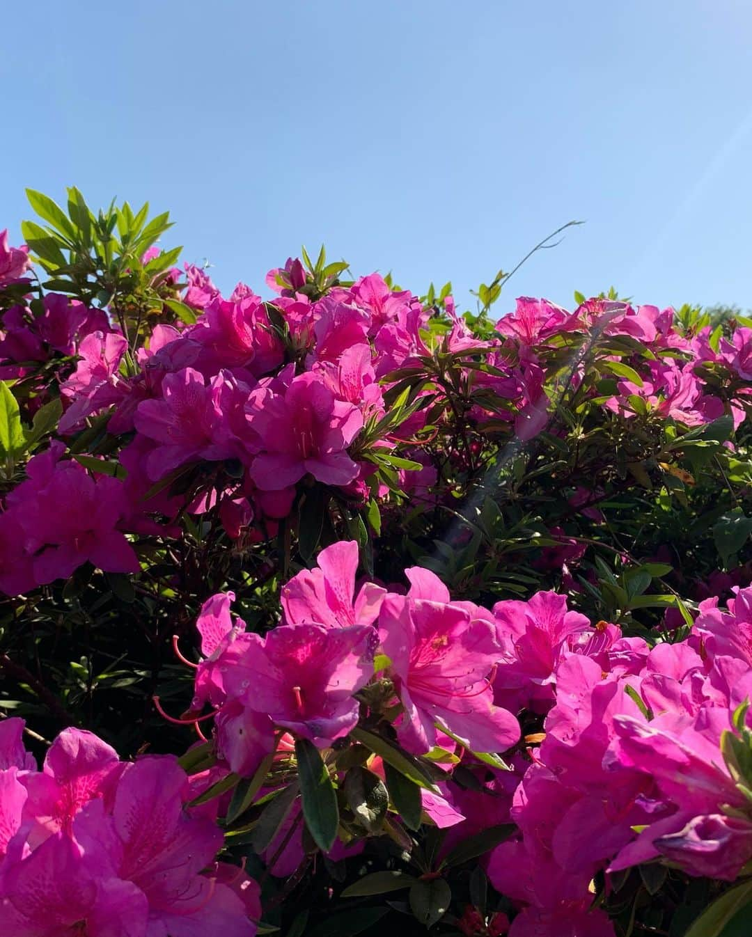 逢沢りなさんのインスタグラム写真 - (逢沢りなInstagram)「天気がいいのでお散歩をしました。 太陽の光を浴びて☀️ 緑を沢山みて🌿 気分転換になりました✨  自然に触れるのはとても好きです。 でも虫は苦手😂😂(虫ゴメンネ)」4月23日 16時46分 - aizawarina0728