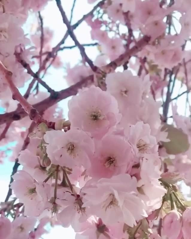 J E R E M Y ジェレミーのインスタグラム：「: Life always try to crush you, but only succeeded in creating you diamonds. . . . . .  #minimalism #撮影練習 #写真好き #桜 #photooftheday  #picoftheday #bestoftheday  #nofilter #UK  #ig_colors #hongkonger #british #londoner #polish  #倫敦 #itssolondon #travelgram #weekendescape #positivevibe #Jbyjez #aejer #ravenscourtpark #hammersmith #związek #miłość #sakura #cherryblossom #thelondonlifeinc #thisislondon」