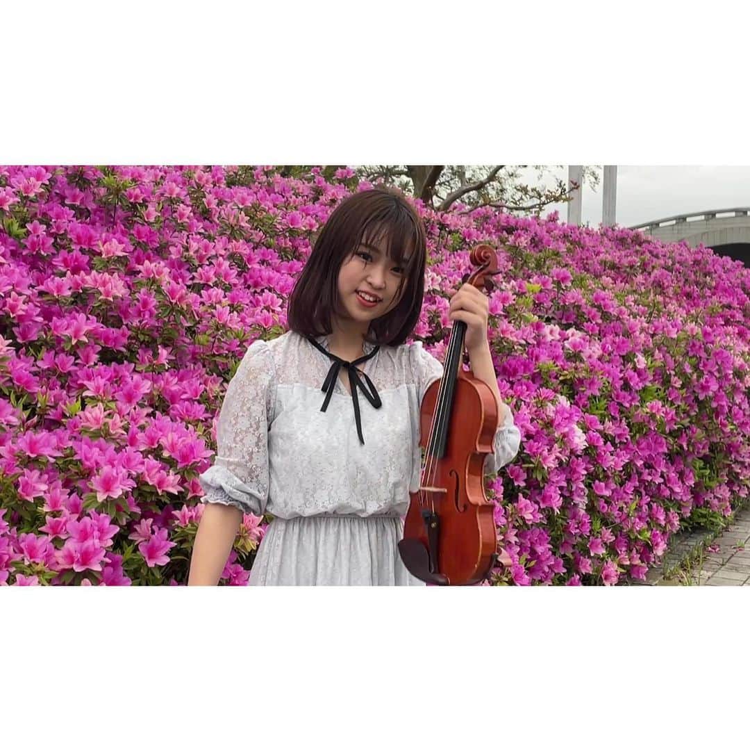 高松あいさんのインスタグラム写真 - (高松あいInstagram)「. つつじの色って好き。  #高松あい #ヴァイオリン #小提琴 #violin #violinist #高松亜衣 #instagood #音楽好きな人と繋がりたい」4月23日 19時09分 - takamatsu_ai