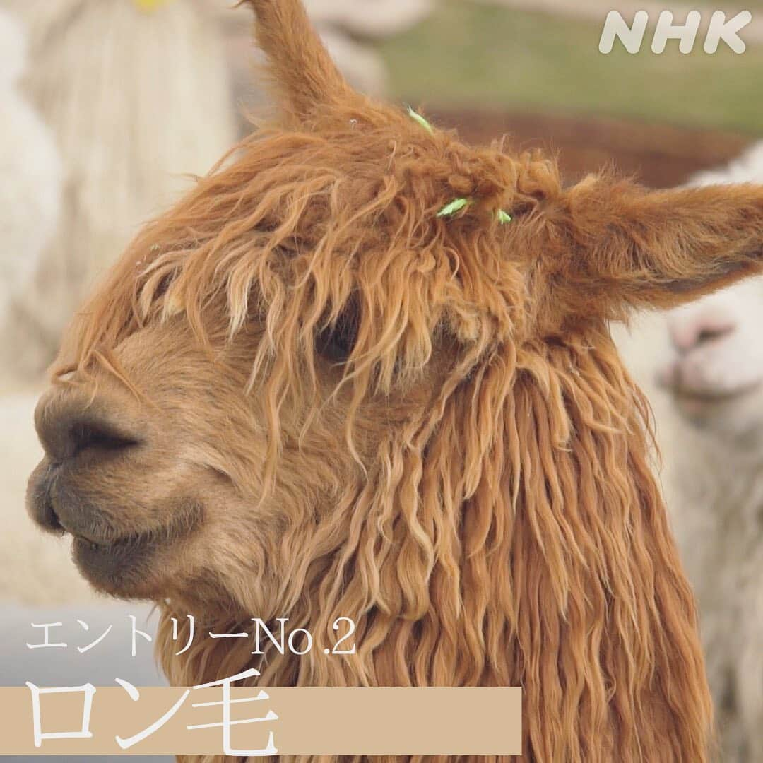 NHK「世界はほしいモノにあふれてる」さんのインスタグラム写真 - (NHK「世界はほしいモノにあふれてる」Instagram)「\アウトドア最新ファッション×モフモフ🦙/  今回のアウトドアSP ステキな達人がスタジオゲストで登場します。  大手アウトドアメーカーを率いる、 #山井梨沙 さん。  32歳の若さで社長に就任する前は、 ファッション業界で働いていらしたそう。 その経歴を生かし、機能性とファッション性を兼ね備えた まちでも、アウトドアでも快適なウェアを 世に送り出しています。  今回、山井さんが注目する極上の素材を求めて、ペルーへ🇵🇪 そこで出迎えてくれたのが、写真のモフモフさん。 そう、アルパカちゃんです。  モフモフな毛が素材として高機能な理由とは？ アンデスの暮らしに根付いたアルパカ🦙の秘密に迫ります。  癒やしのモフモフ映像、 ペルーの絶景とともにお楽しみください😺  ………………………せかほしアルパカ総選挙🦙…………………………  せかほしがであったペルーのアルパカさんたち。 みなさんはどの子が〝推し“ですか？  エントリーno.1 （2枚目）アイメイク濃いめ、パンダ🐼風🦙  エントリーno.2 （3枚目）ロン毛（ロッカー風🎸）🦙  エントリーno.3 （4枚目）小顔🦙  エントリーno.4 （5枚目）おしりがキュート美脚モフモフ🦙  エントリーno.5 （6枚目）モフザイル🦙🦙🦙🦙🦙  …せかほしスタッフ🐱はロン毛に1票！  …………………………………………………………………………………………  #アウトドア  #ペルー #アルパカ #アルパカ牧場 #もふもふ #もふもふモフモフ  #もふもふしたい #モフモフのお友達  #モフモフレンズ #モフモフありがとう  #鈴木亮平 #JUJU #神尾晋一郎 #nhk  #せかほし #世界はほしいモノにあふれてる  #sekastagram」4月23日 19時24分 - nhk_sekahoshi