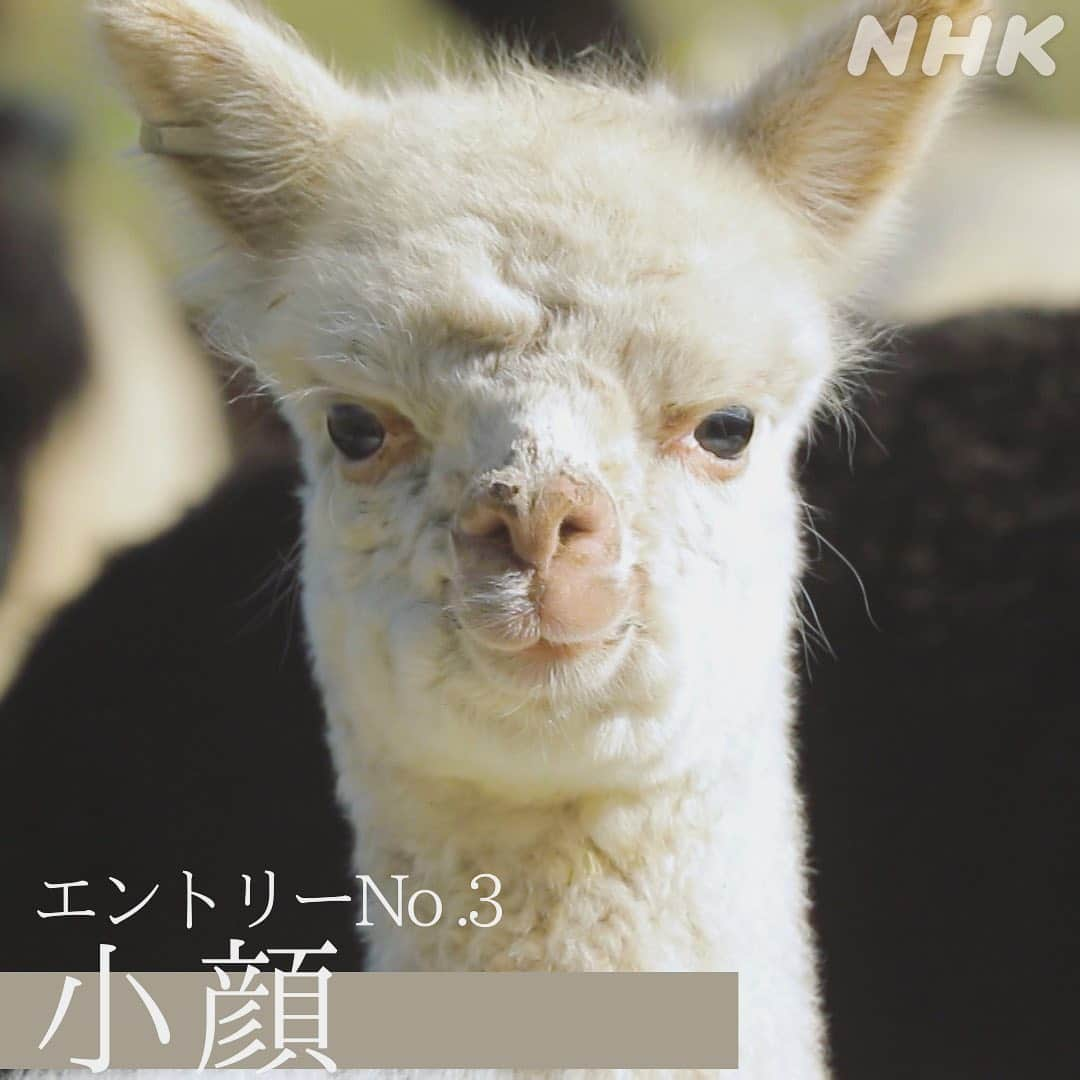 NHK「世界はほしいモノにあふれてる」さんのインスタグラム写真 - (NHK「世界はほしいモノにあふれてる」Instagram)「\アウトドア最新ファッション×モフモフ🦙/  今回のアウトドアSP ステキな達人がスタジオゲストで登場します。  大手アウトドアメーカーを率いる、 #山井梨沙 さん。  32歳の若さで社長に就任する前は、 ファッション業界で働いていらしたそう。 その経歴を生かし、機能性とファッション性を兼ね備えた まちでも、アウトドアでも快適なウェアを 世に送り出しています。  今回、山井さんが注目する極上の素材を求めて、ペルーへ🇵🇪 そこで出迎えてくれたのが、写真のモフモフさん。 そう、アルパカちゃんです。  モフモフな毛が素材として高機能な理由とは？ アンデスの暮らしに根付いたアルパカ🦙の秘密に迫ります。  癒やしのモフモフ映像、 ペルーの絶景とともにお楽しみください😺  ………………………せかほしアルパカ総選挙🦙…………………………  せかほしがであったペルーのアルパカさんたち。 みなさんはどの子が〝推し“ですか？  エントリーno.1 （2枚目）アイメイク濃いめ、パンダ🐼風🦙  エントリーno.2 （3枚目）ロン毛（ロッカー風🎸）🦙  エントリーno.3 （4枚目）小顔🦙  エントリーno.4 （5枚目）おしりがキュート美脚モフモフ🦙  エントリーno.5 （6枚目）モフザイル🦙🦙🦙🦙🦙  …せかほしスタッフ🐱はロン毛に1票！  …………………………………………………………………………………………  #アウトドア  #ペルー #アルパカ #アルパカ牧場 #もふもふ #もふもふモフモフ  #もふもふしたい #モフモフのお友達  #モフモフレンズ #モフモフありがとう  #鈴木亮平 #JUJU #神尾晋一郎 #nhk  #せかほし #世界はほしいモノにあふれてる  #sekastagram」4月23日 19時24分 - nhk_sekahoshi