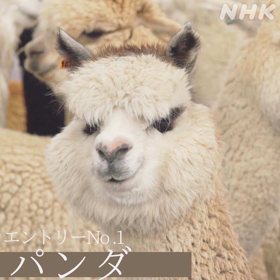 NHK「世界はほしいモノにあふれてる」さんのインスタグラム写真 - (NHK「世界はほしいモノにあふれてる」Instagram)「\アウトドア最新ファッション×モフモフ🦙/  今回のアウトドアSP ステキな達人がスタジオゲストで登場します。  大手アウトドアメーカーを率いる、 #山井梨沙 さん。  32歳の若さで社長に就任する前は、 ファッション業界で働いていらしたそう。 その経歴を生かし、機能性とファッション性を兼ね備えた まちでも、アウトドアでも快適なウェアを 世に送り出しています。  今回、山井さんが注目する極上の素材を求めて、ペルーへ🇵🇪 そこで出迎えてくれたのが、写真のモフモフさん。 そう、アルパカちゃんです。  モフモフな毛が素材として高機能な理由とは？ アンデスの暮らしに根付いたアルパカ🦙の秘密に迫ります。  癒やしのモフモフ映像、 ペルーの絶景とともにお楽しみください😺  ………………………せかほしアルパカ総選挙🦙…………………………  せかほしがであったペルーのアルパカさんたち。 みなさんはどの子が〝推し“ですか？  エントリーno.1 （2枚目）アイメイク濃いめ、パンダ🐼風🦙  エントリーno.2 （3枚目）ロン毛（ロッカー風🎸）🦙  エントリーno.3 （4枚目）小顔🦙  エントリーno.4 （5枚目）おしりがキュート美脚モフモフ🦙  エントリーno.5 （6枚目）モフザイル🦙🦙🦙🦙🦙  …せかほしスタッフ🐱はロン毛に1票！  …………………………………………………………………………………………  #アウトドア  #ペルー #アルパカ #アルパカ牧場 #もふもふ #もふもふモフモフ  #もふもふしたい #モフモフのお友達  #モフモフレンズ #モフモフありがとう  #鈴木亮平 #JUJU #神尾晋一郎 #nhk  #せかほし #世界はほしいモノにあふれてる  #sekastagram」4月23日 19時24分 - nhk_sekahoshi