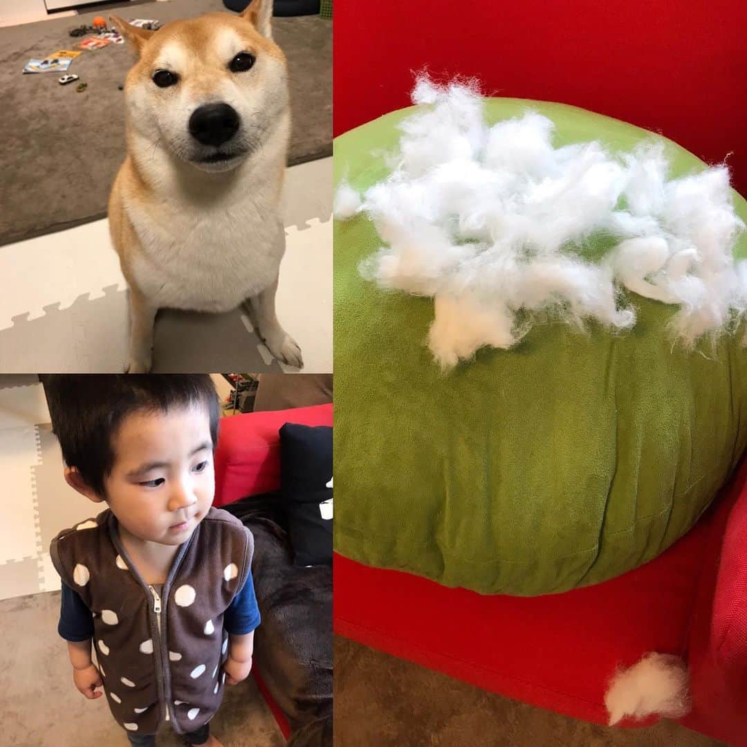 高橋みゆきのインスタグラム：「問題です❣️このクッションの綿出したのはどちらでしょうか🐶👦❓」