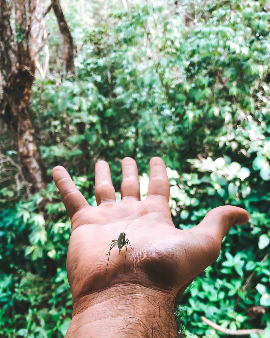 Ricardo Baldinのインスタグラム：「It took me time to develop such respect to nature and its cycles. I indeed learned in school a lot about the importance about conservation, but the entire society that surrounded me was going the exact opposite way. And honestly, not much have changed. We definitely need to take better care of our planet, not only for Earth’s sake, but for our own! The planet has hosted many species over the millions of years of its existence, and you can all be sure that, if humanity is extinct, there will still be life in here, nature has a lot of power for restoration, if we give Her time. In other words, The future of our species is in our hands. Consider diminishing meat consumption, taking better care of your trash management, start your own compost and vegetable garden, maybe plant a tree with the seeds you’d usually throw away. Little steps that brings us closer to our Mother Nature. Much love to you all. 🍃 #earth #nature #love #preserve」