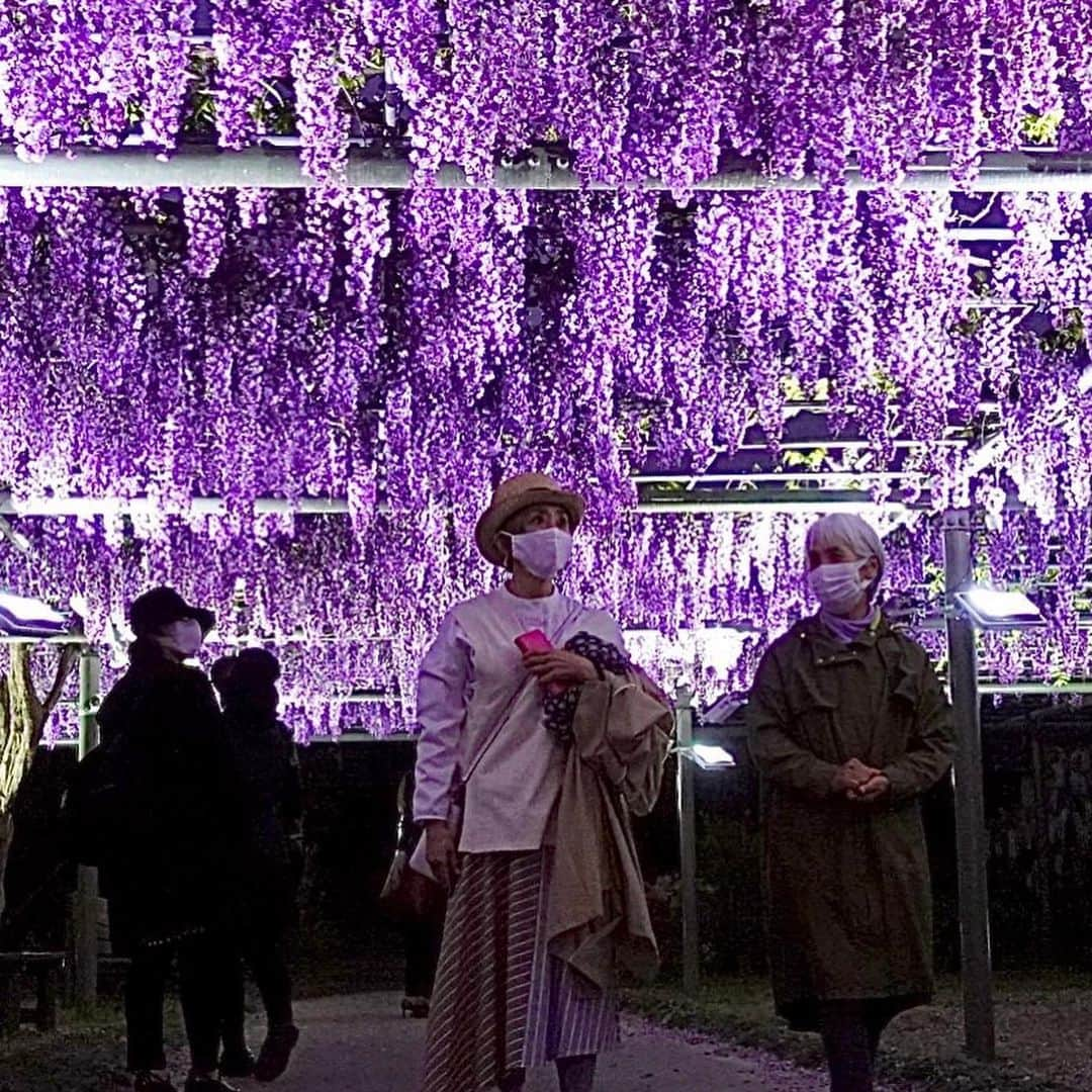 熊谷真実さんのインスタグラム写真 - (熊谷真実Instagram)「浜松フラワーパーク  藤の花に圧倒されてボーゼンとする私。  園長の塚本こなみ先生に説明をしていただきながら、ライトアップの初日を満喫しました。 塚本こなみ先生、ありがとうございます。 丹念に育った藤の花、 私たちを楽しませてくれるためだけに、咲いていてくれている気がします。  塚本こなみ先生の愛の結晶です  わたし、人生で一番お花を見てるような気がします。  浜松に来てよかった。  心が花で満たされていきます  #熊谷真実#塚本こなみ #浜松フラワーパーク#藤の花が#圧巻#感動#言葉にならない#生きててよかった」4月23日 22時33分 - mami_kumagai310