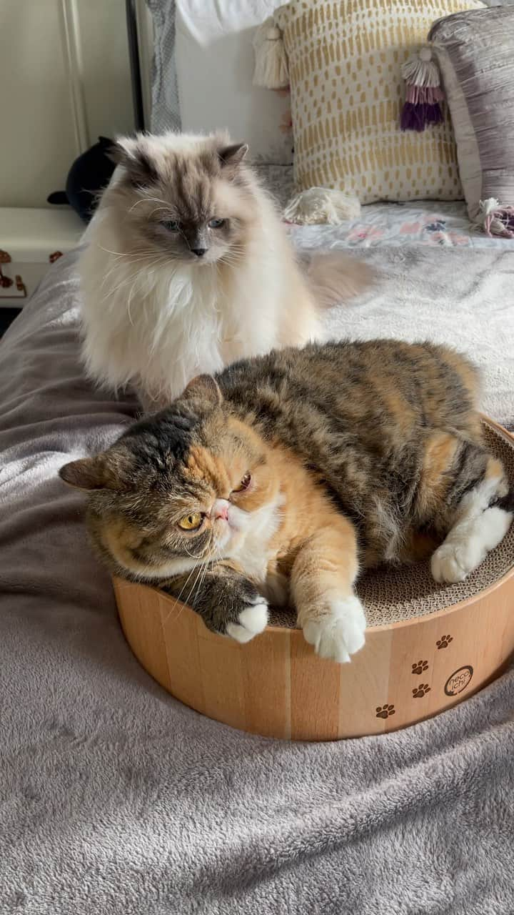 Tinaのインスタグラム：「I just gave George and Wheezy  some catnip and it made George wild. Do  your cats get frisky from catnip? I swear they love each other more than they fight.」