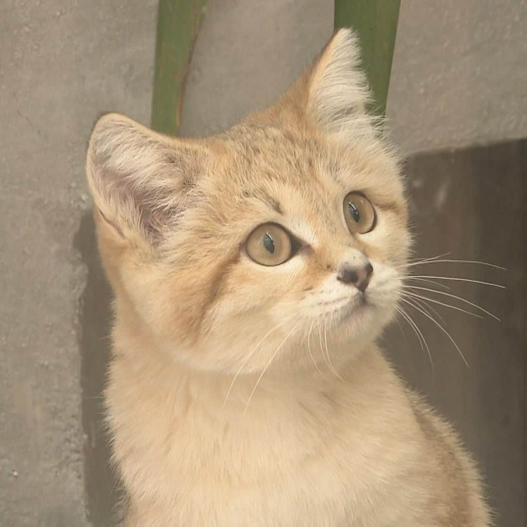 朝日放送「おはよう朝日土曜日です」のインスタグラム