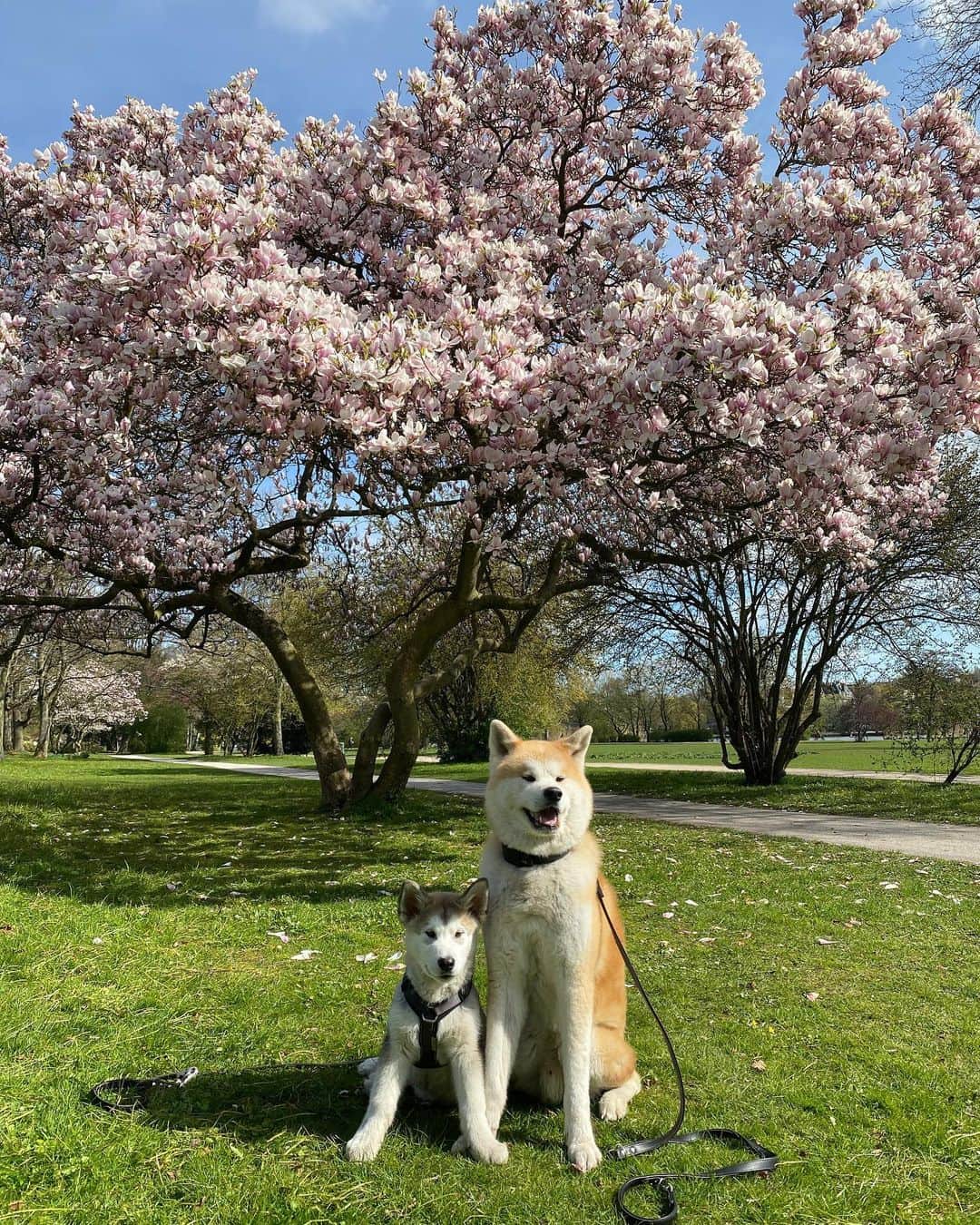 Mikkaのインスタグラム：「What’s your favorite season of the year? We love spring and the beautiful magnolia tree. 😍☀️🌸」