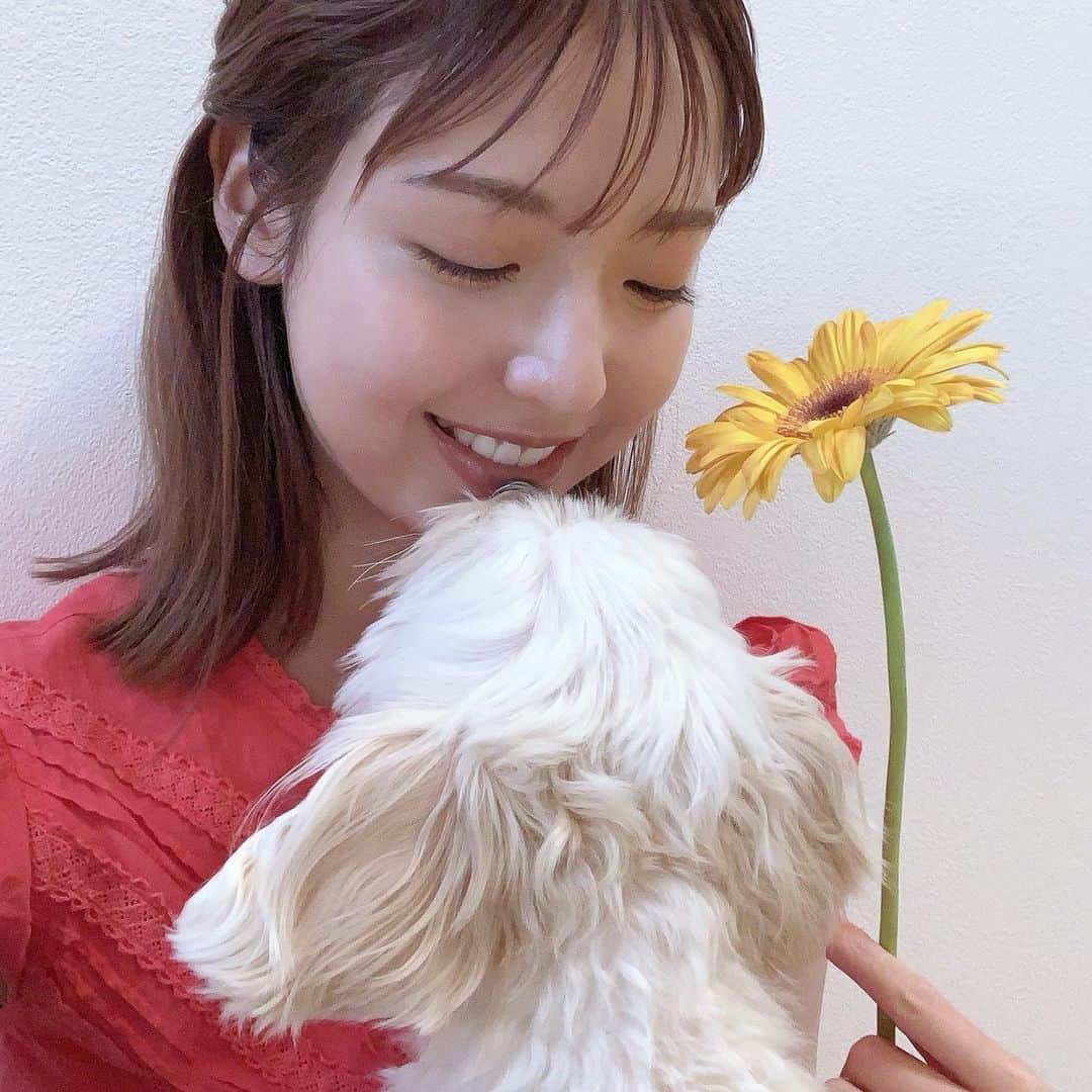 和田まあやのインスタグラム：「🌼🌺🌸🌷  我が家には必ずお花があります♪ 今回はひまわりをおうちに迎えました🌻 見てると元気が湧いてきます✨  うちの子はたまに食べようとするので危険です😭笑」