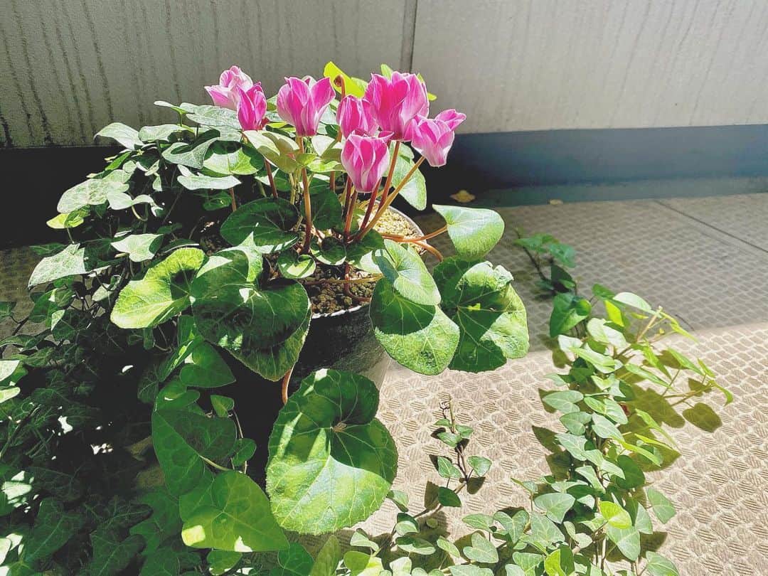 角谷暁子のインスタグラム：「朝、日の明るさで起きて、窓を開けたらベランダで花がきらめいている。そんなことにも幸せを感じるのは深夜出勤の日々があったからですね、でも暗闇の中もぞもぞと会社に向かうのも、生きている、という感じがして好きでした🌷💐🌼」