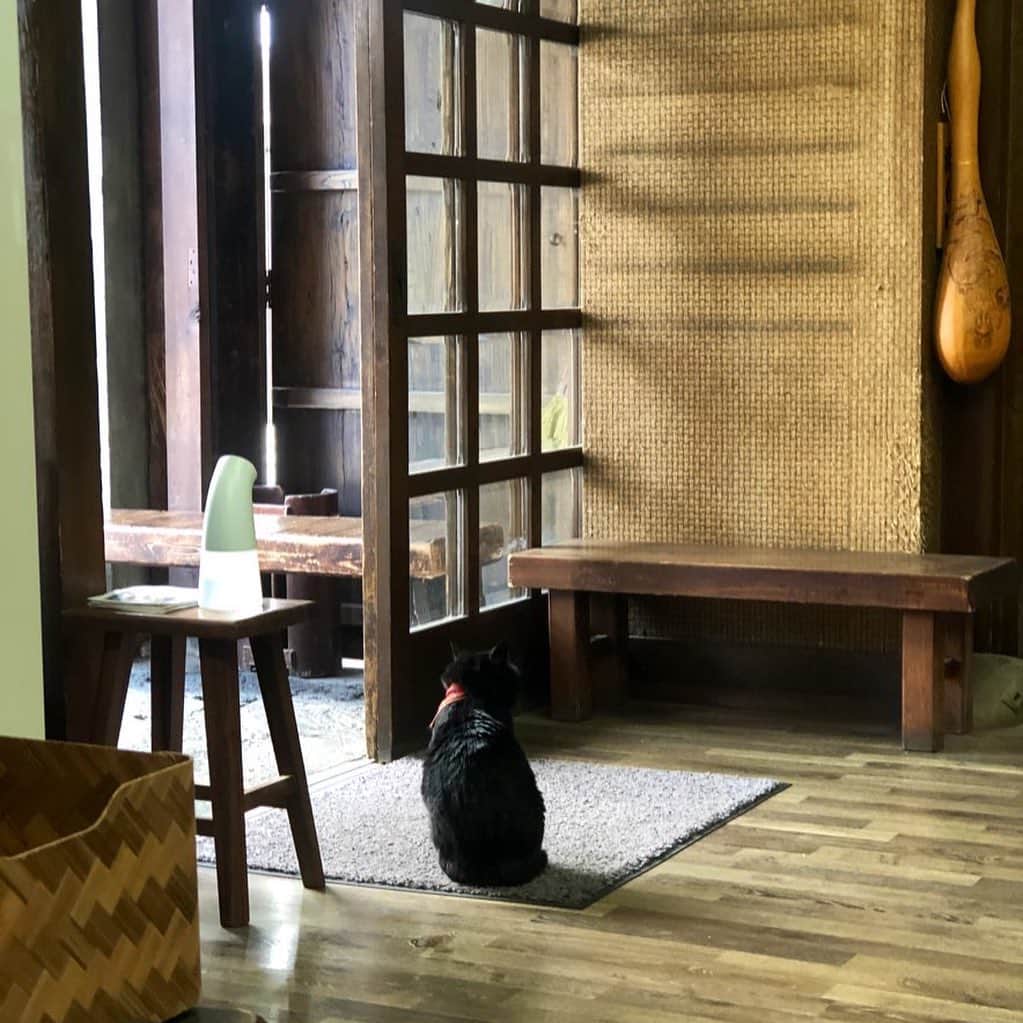 三浦瑠麗さんのインスタグラム写真 - (三浦瑠麗Instagram)「看板猫のジジ。ストーブが似合う。 日常を維持するって大事だわ。」4月24日 14時27分 - lullymiura