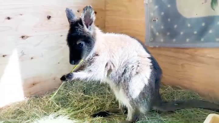のインスタグラム：「器用に手を使って草を食べるワラビーの”おもち”ちゃん🧡 動物によってエサの食べ方は様々ですよね🤔💡  今夜7時からの #みんなのどうぶつ園 では”おもち”ちゃんのお外デビューをはじめ、 ジャニーズJr.「美 少年」の #那須雄登 くんが人手不足で困っている動物園を、全力でお手伝いします💪🏻‼️ #みんどう #らぶどう #袖ヶ浦ふれあいどうぶつ縁 #ワラビー #wallaby」